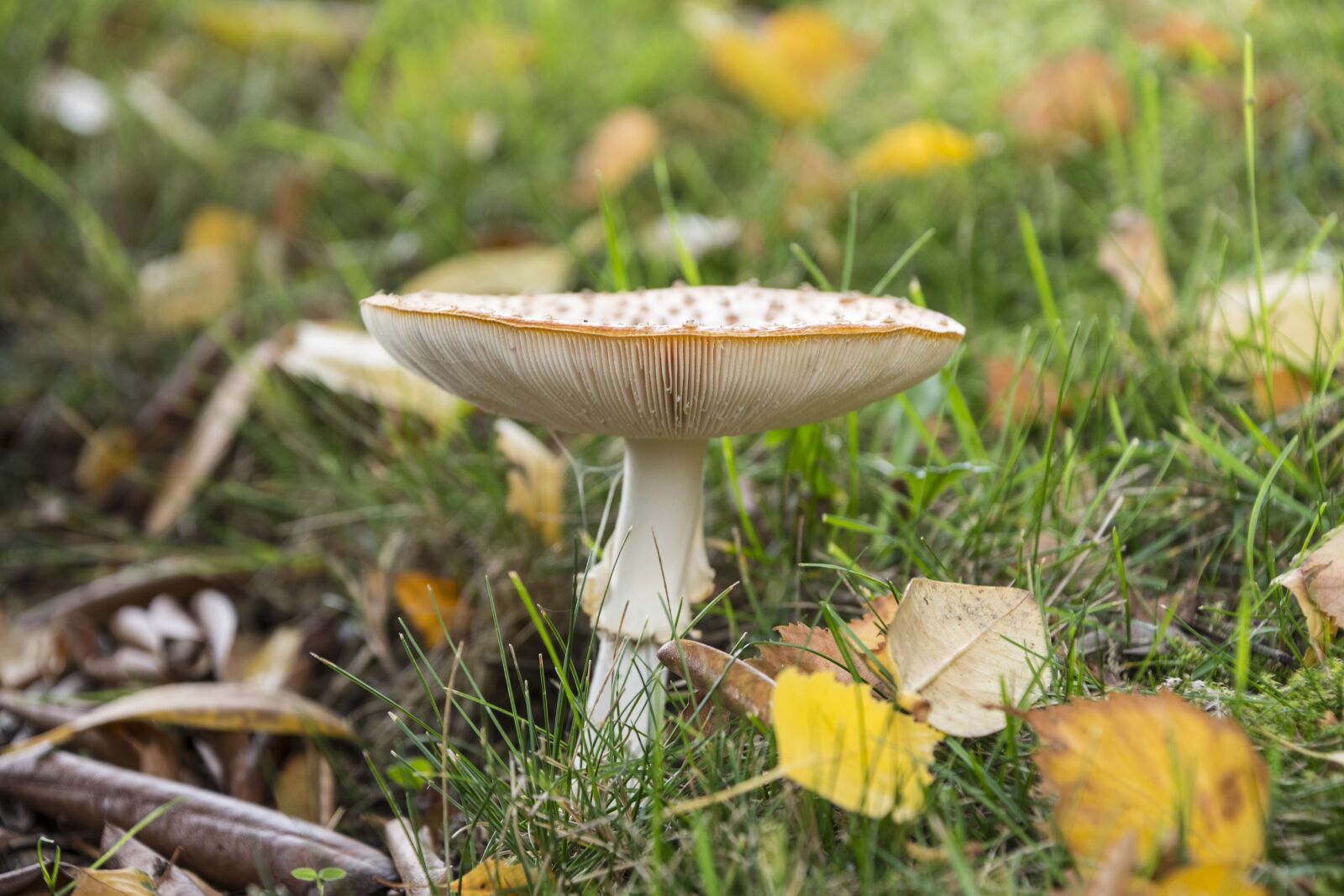 Nikon D750 sample photo. Fly agaric, mushroom, red photography
