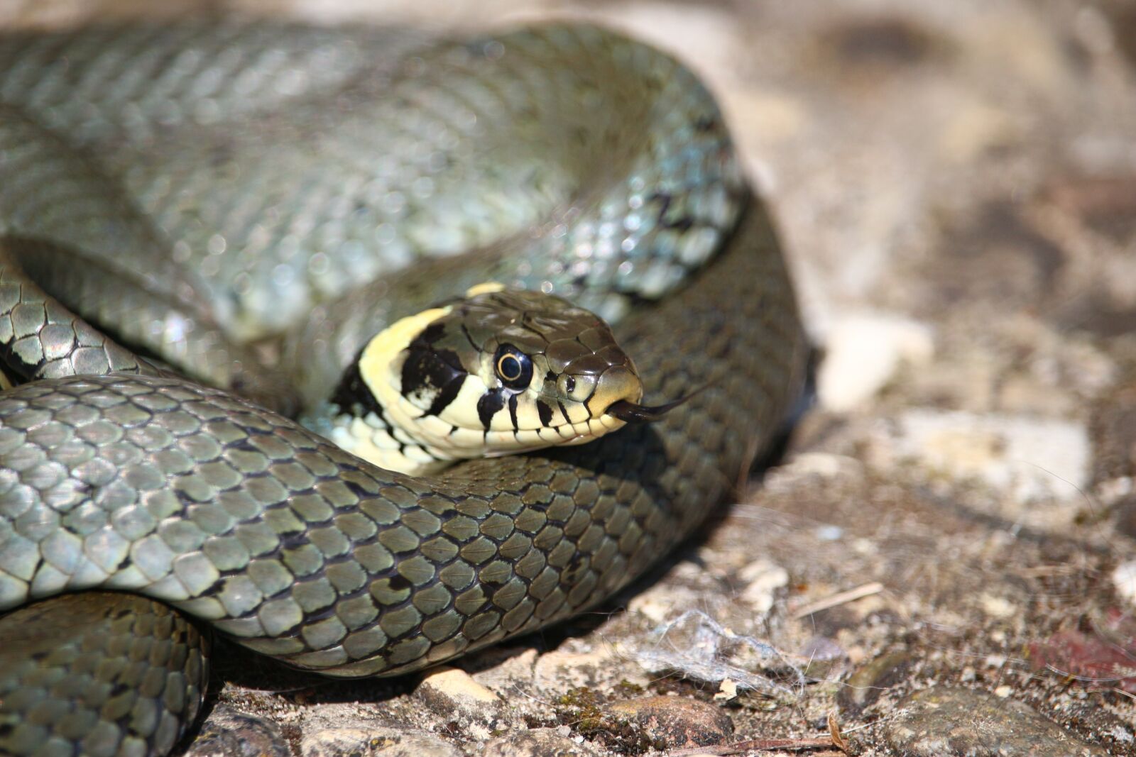 Canon EOS 100D (EOS Rebel SL1 / EOS Kiss X7) sample photo. Snake, grass snake, natter photography