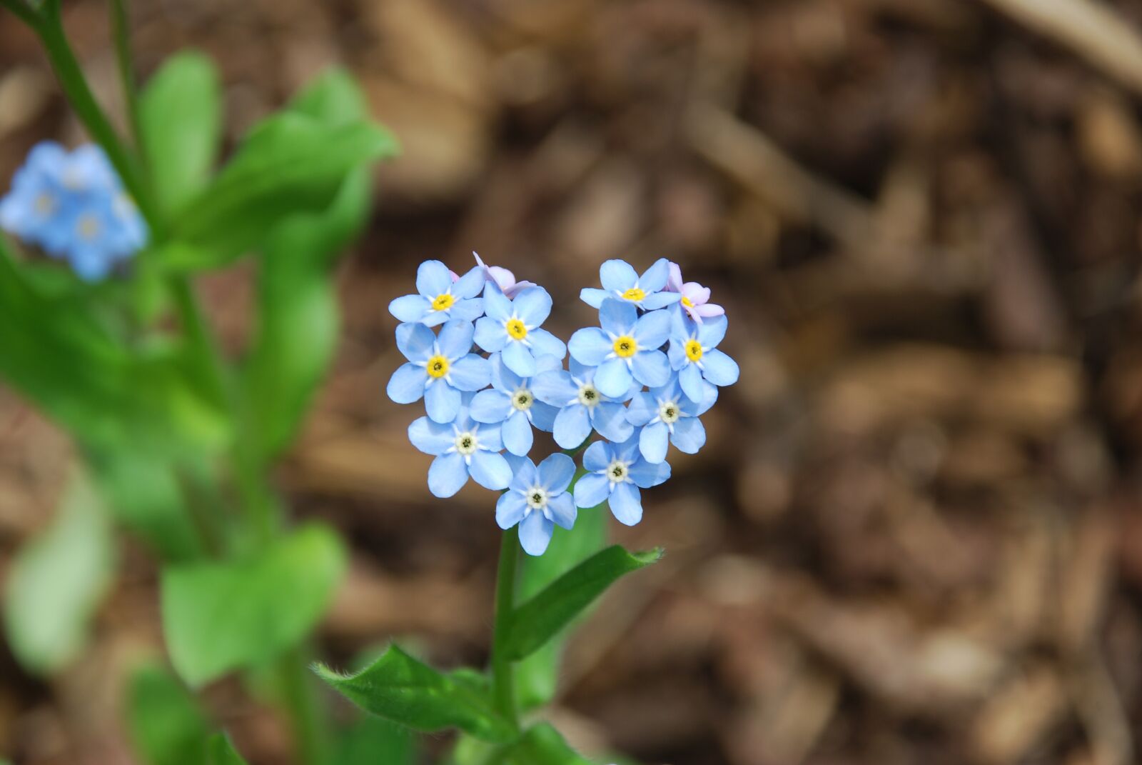 Nikon D80 sample photo. Flower, spring, nature photography
