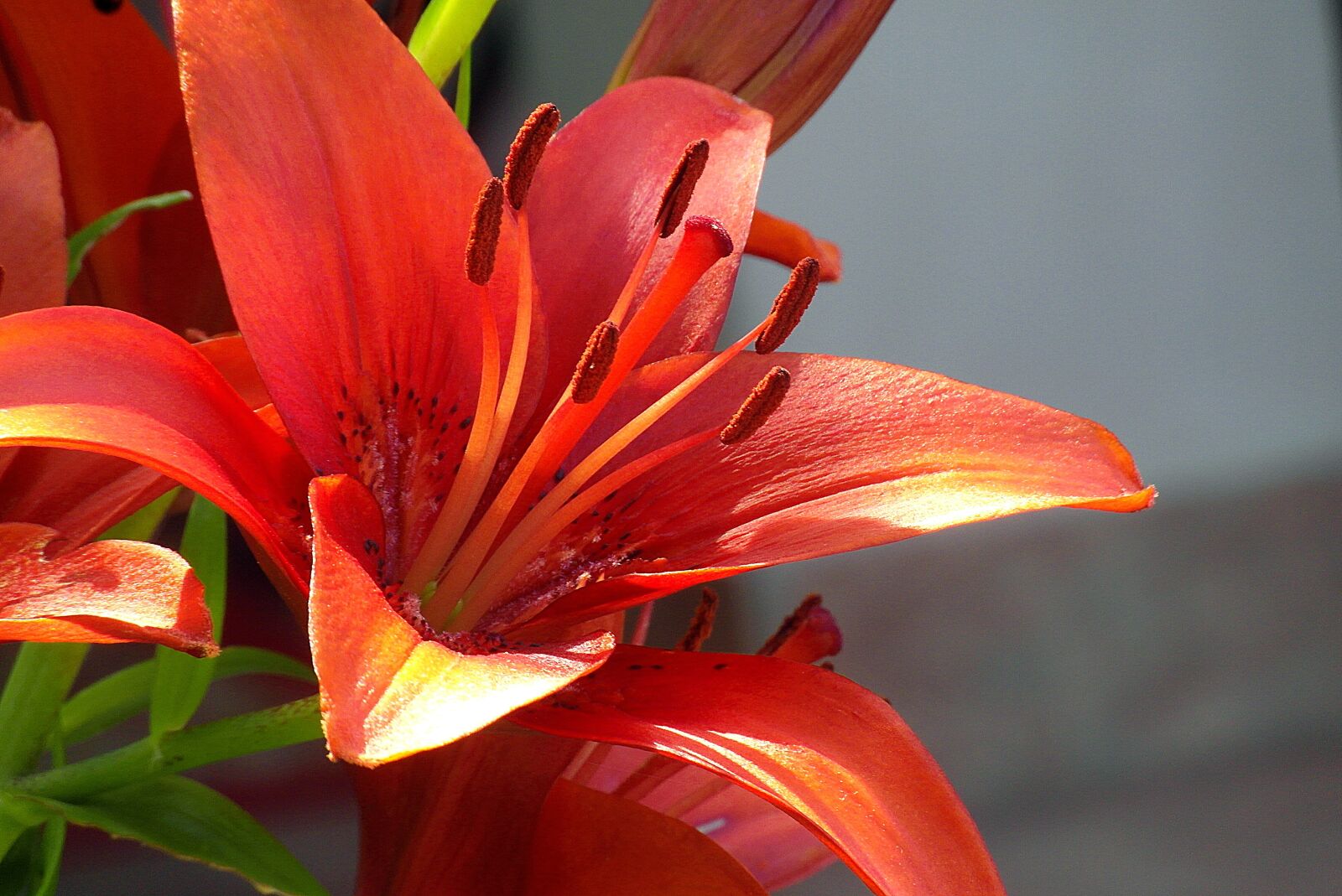 Samsung WB750 sample photo. Asian lily, red, flower photography