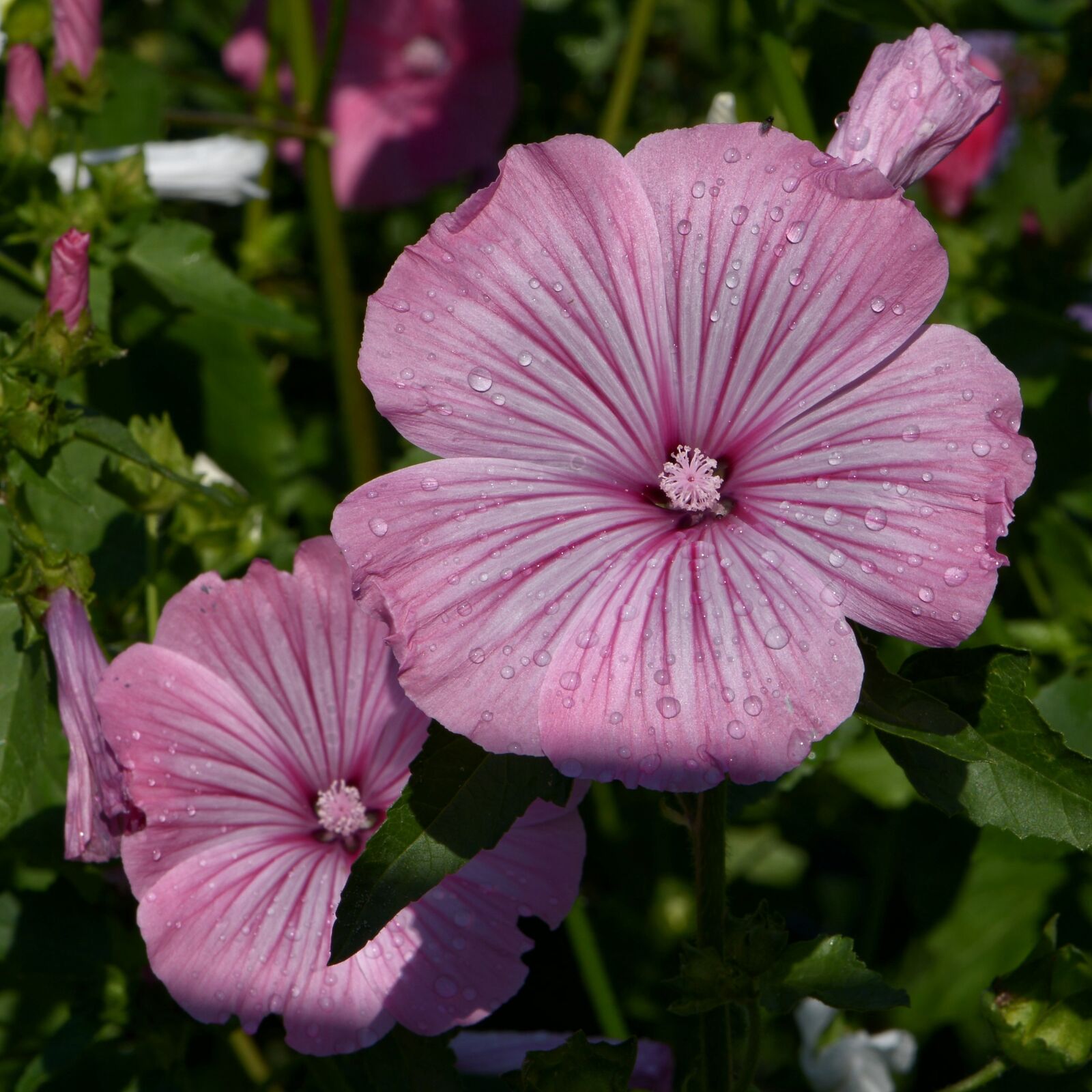 Nikon D610 sample photo. Lavatera trimestris, mallow, pink photography