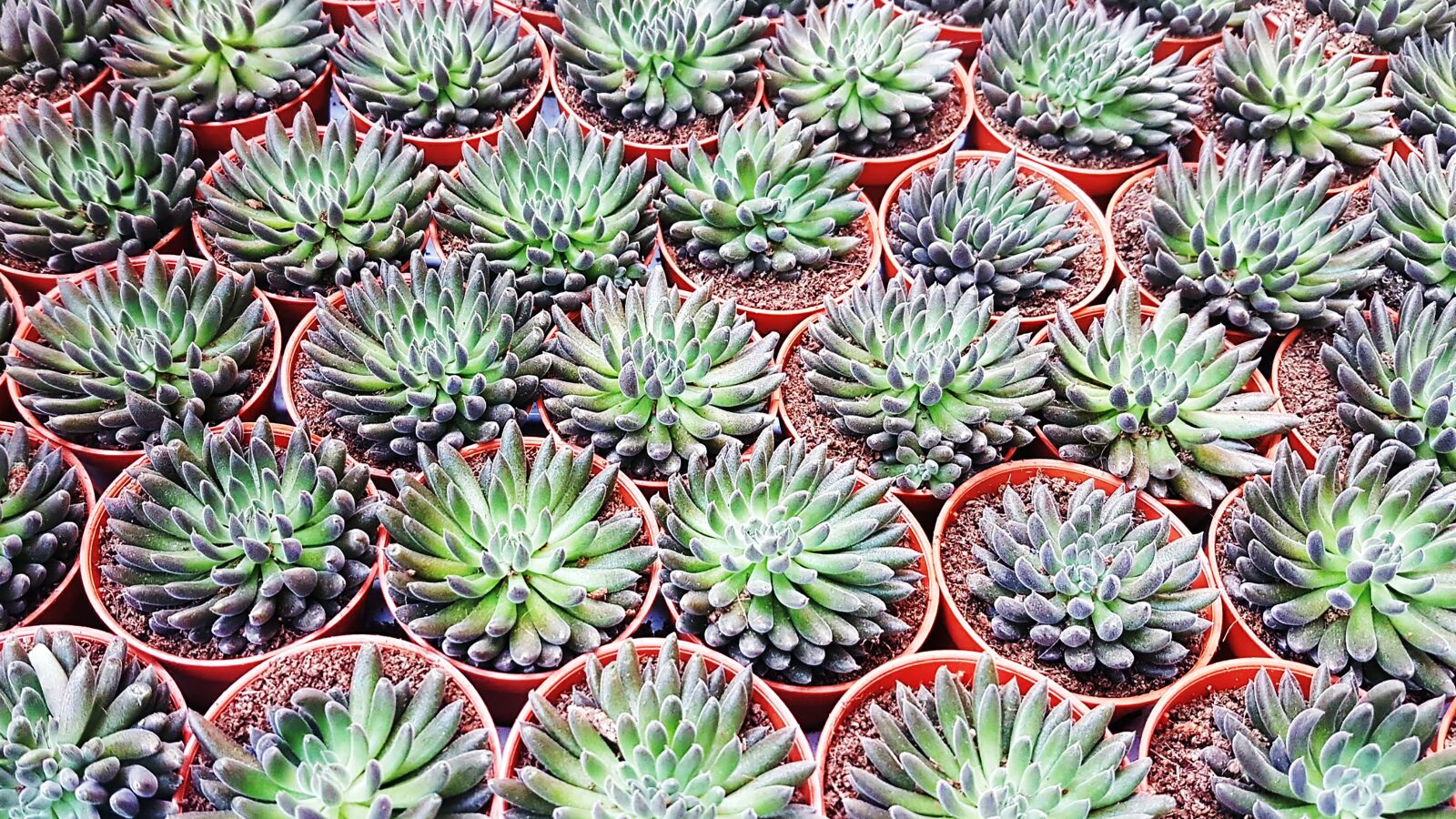 Samsung Galaxy S7 Edge sample photo. Cactus, succulents, plant photography