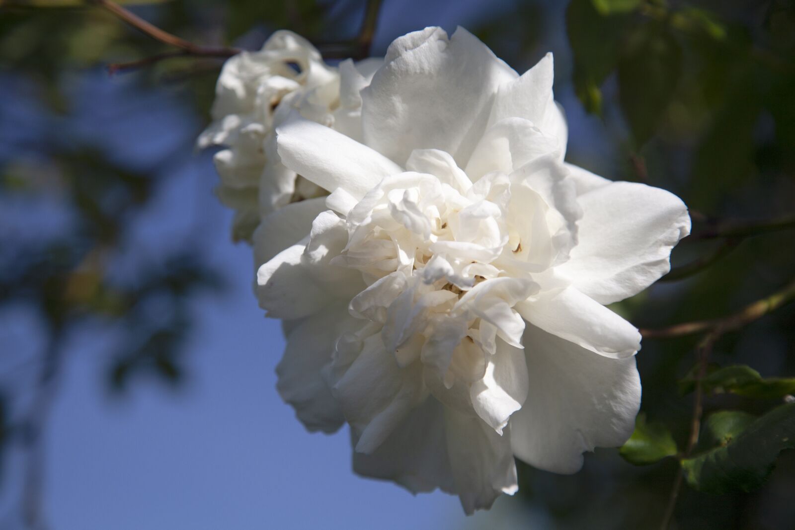 Canon EOS 5D Mark II sample photo. Rambling rose, white, flowers photography