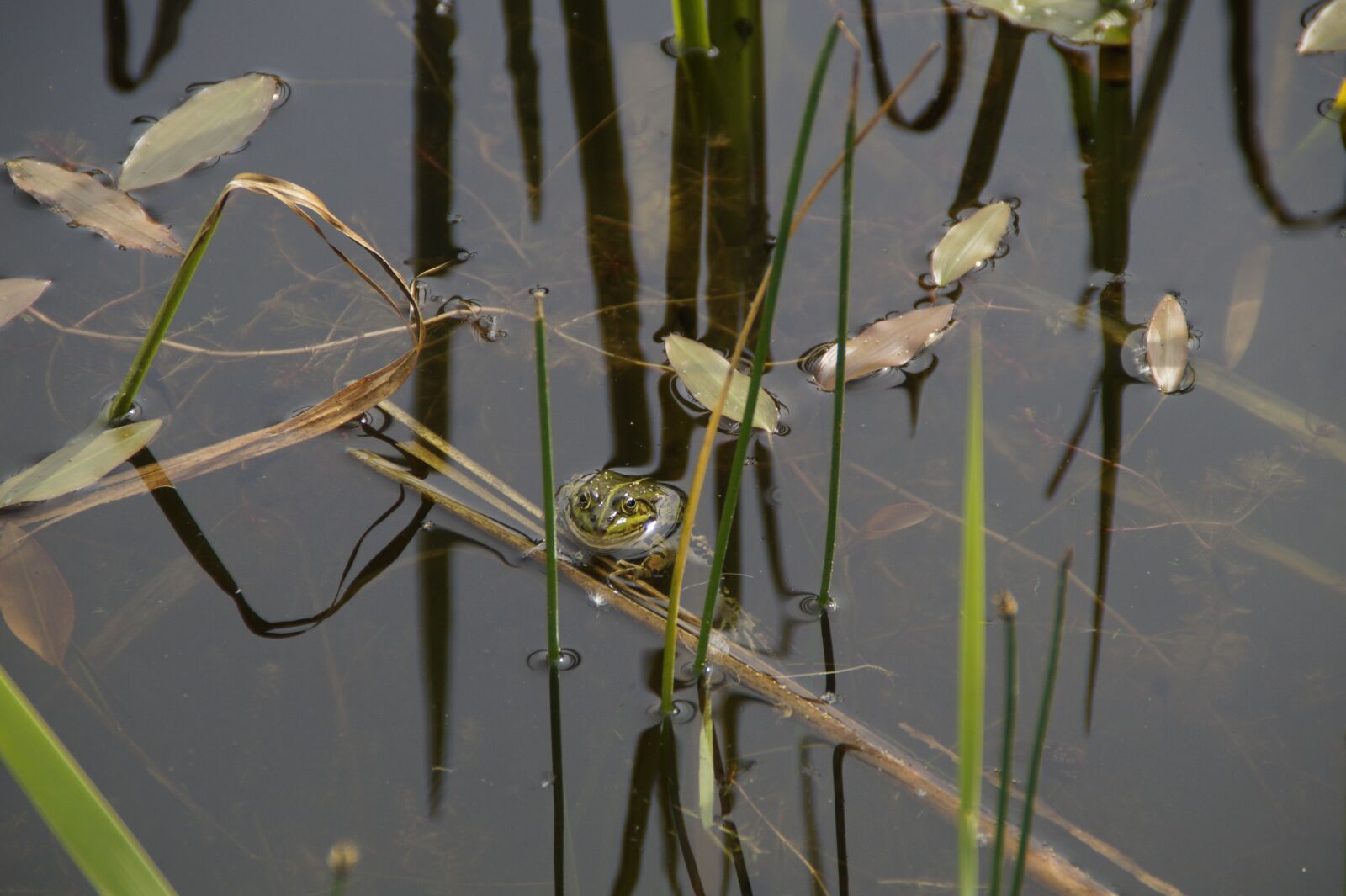 Sony SLT-A58 sample photo. Frog, habitat, mud photography