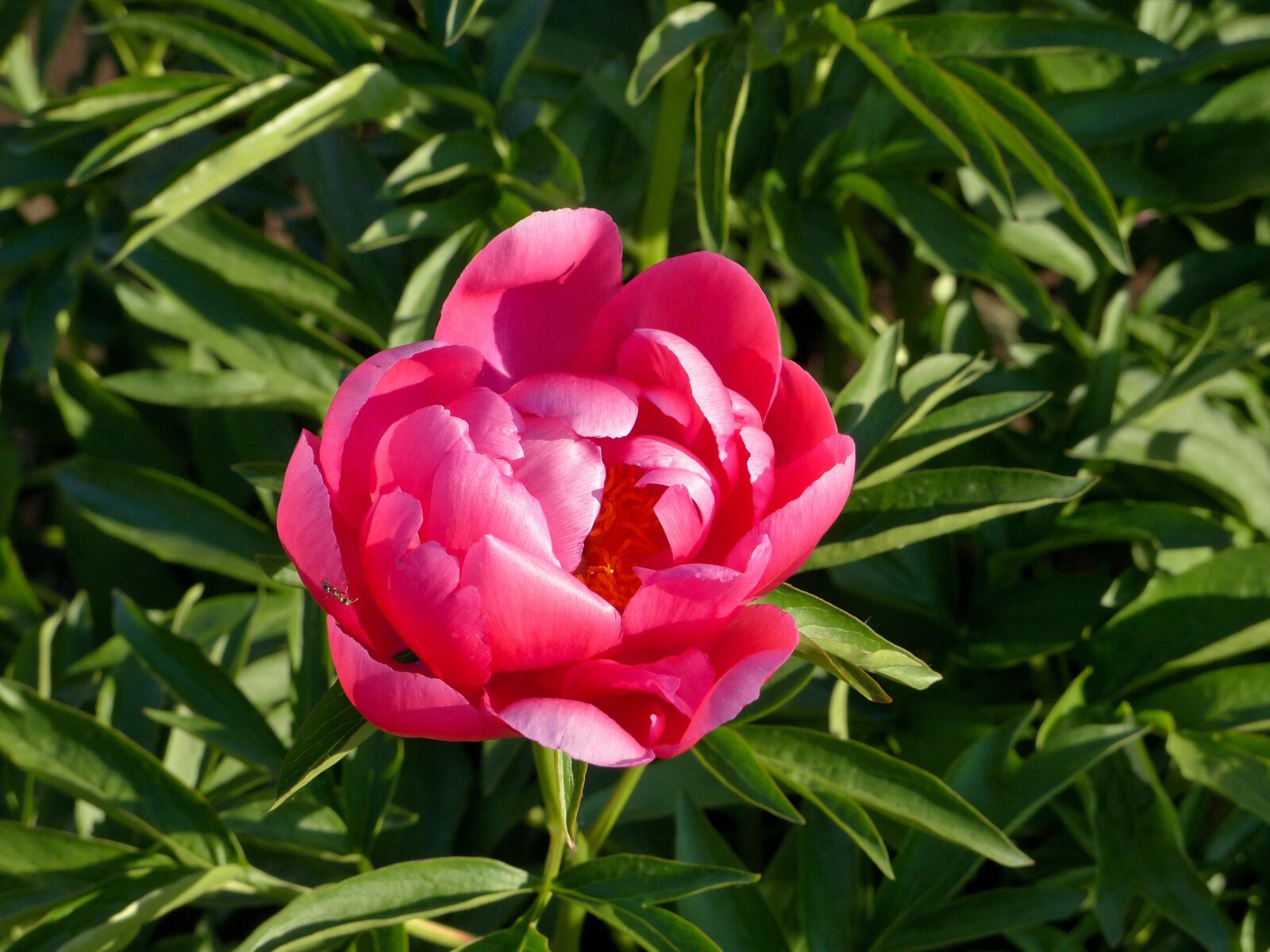Panasonic Lumix DMC-FZ200 sample photo. Peony, flower, bloom photography