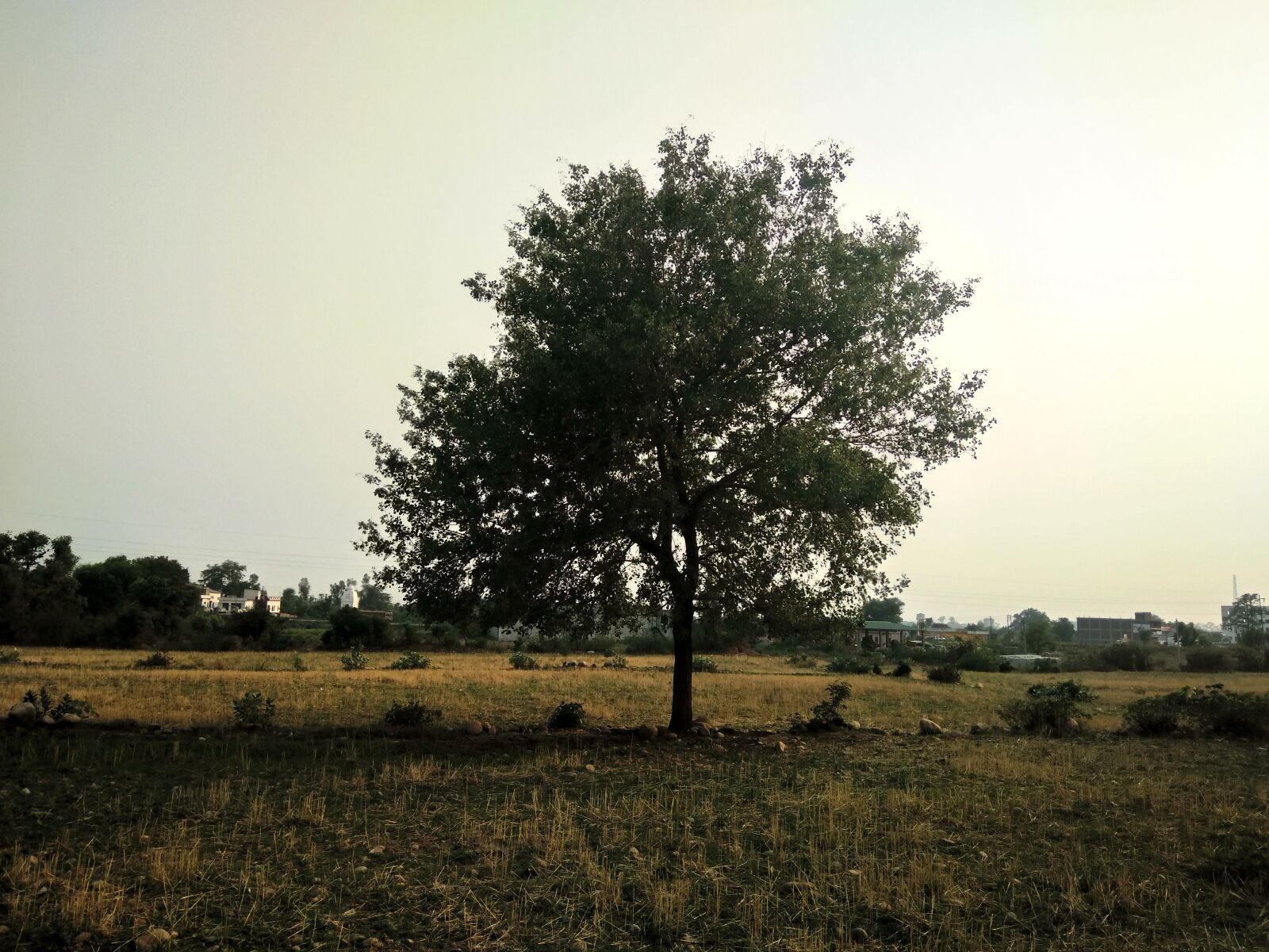 LeMobile Le X526 sample photo. Field, nature, silkytech, tree photography