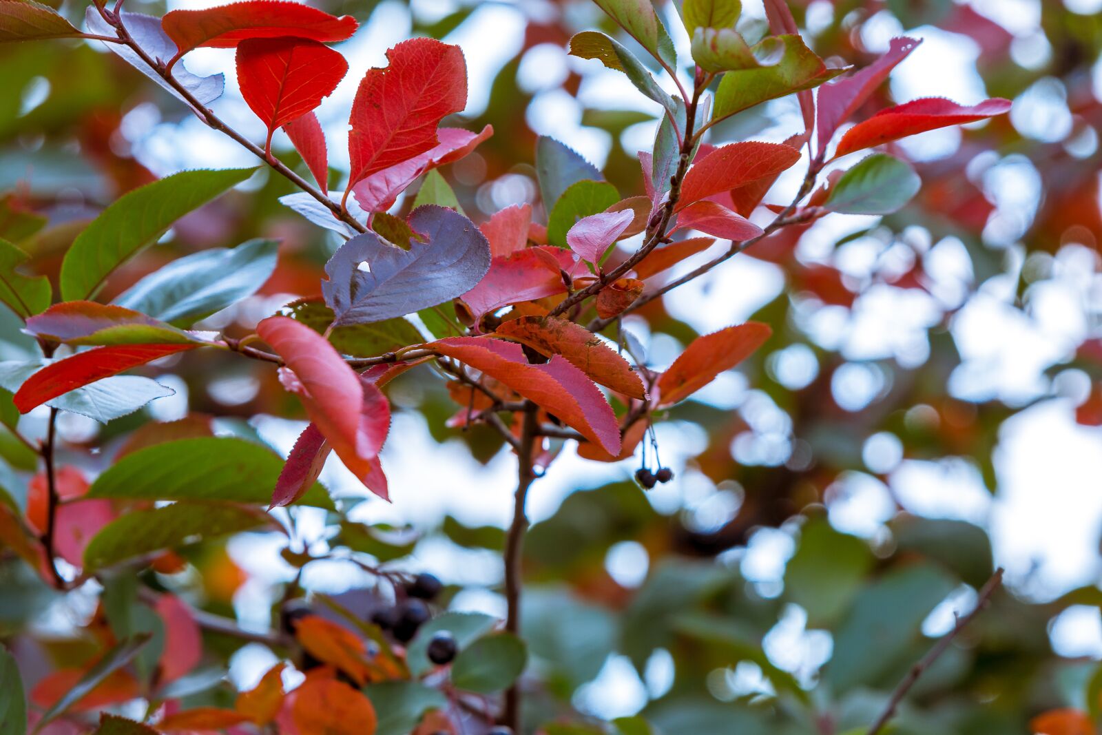 Nikon D7200 sample photo. Leaves, rowan, nature photography