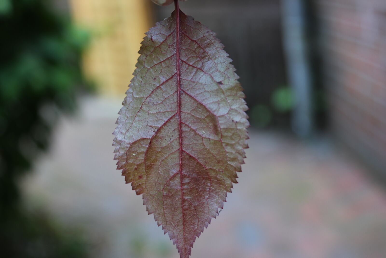 Canon EOS 550D (EOS Rebel T2i / EOS Kiss X4) sample photo. Leaf, red, yellow photography