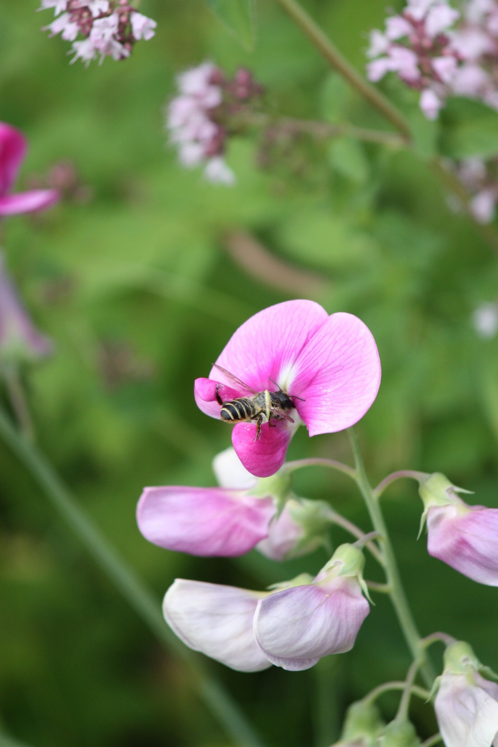 Canon EOS 450D (EOS Rebel XSi / EOS Kiss X2) sample photo. Honey bee, bee, insect photography