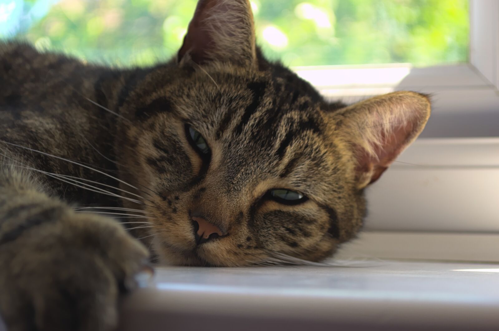 Nikon D3100 sample photo. Tabby cat, cat, animal photography