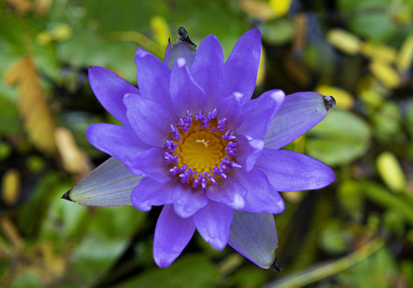 Canon EOS RP sample photo. Nymphaeaceae, waterlily, lilies photography