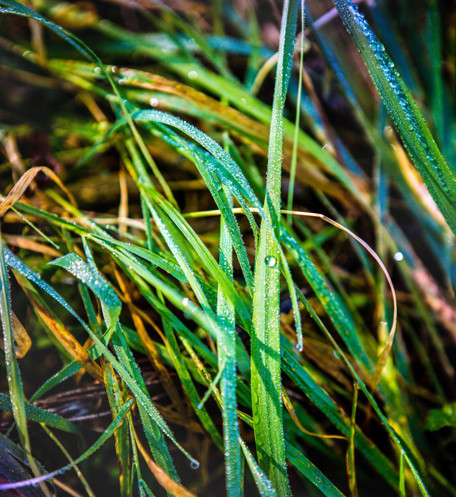 Canon EOS 5D Mark III sample photo. Grass, rosa, autumn photography