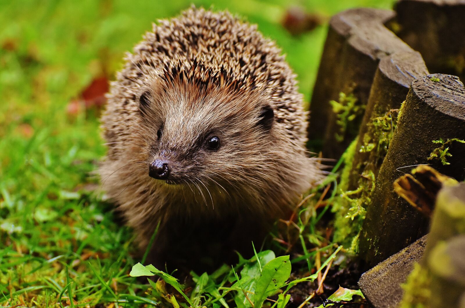 Nikon D7200 sample photo. Hedgehog child, young hedgehog photography