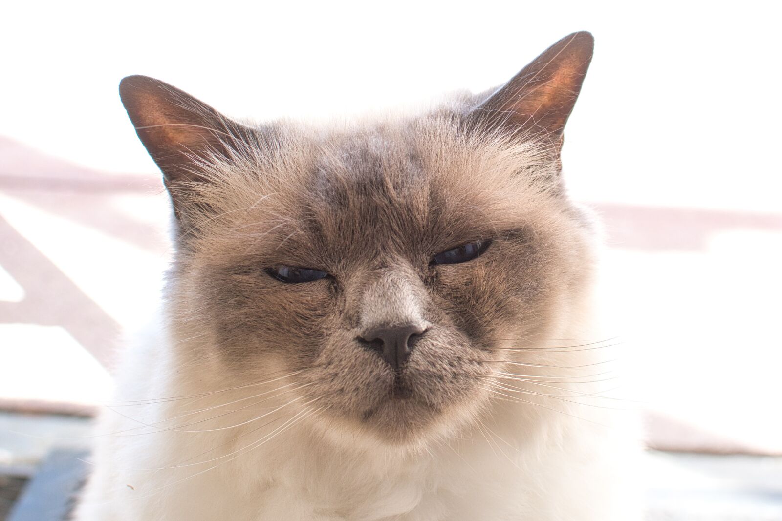 Nikon D7100 sample photo. Cat, animal, face photography