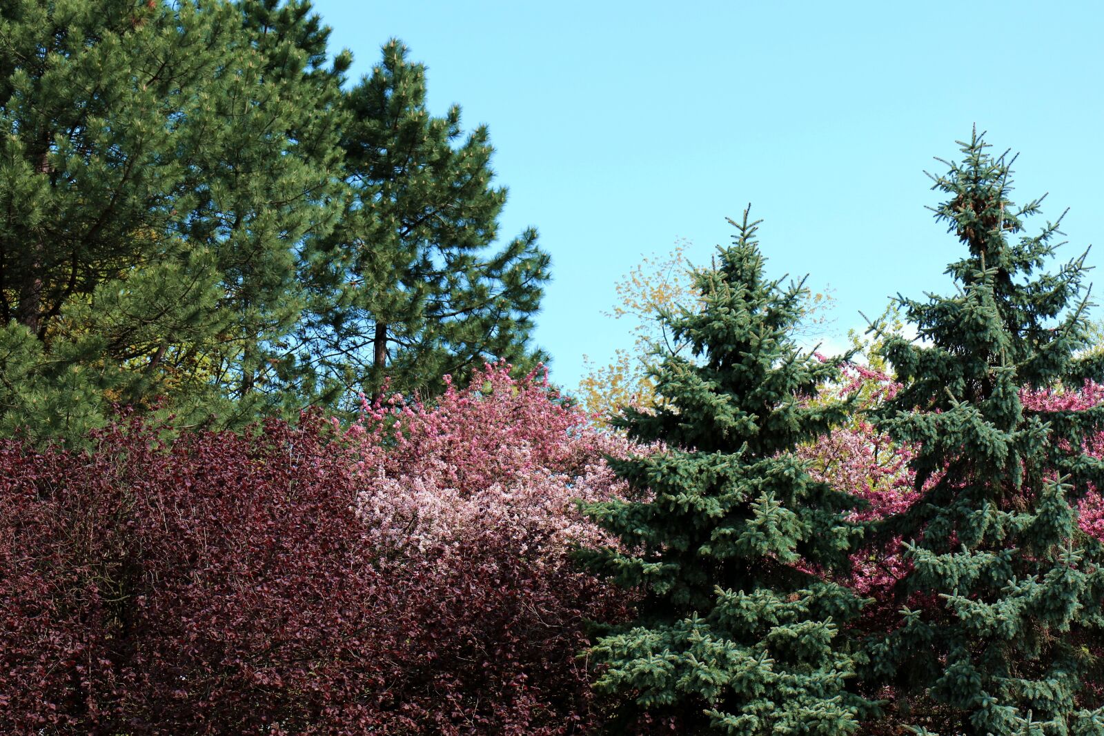 Canon EOS 7D Mark II sample photo. Flowering trees, colorful, tree photography
