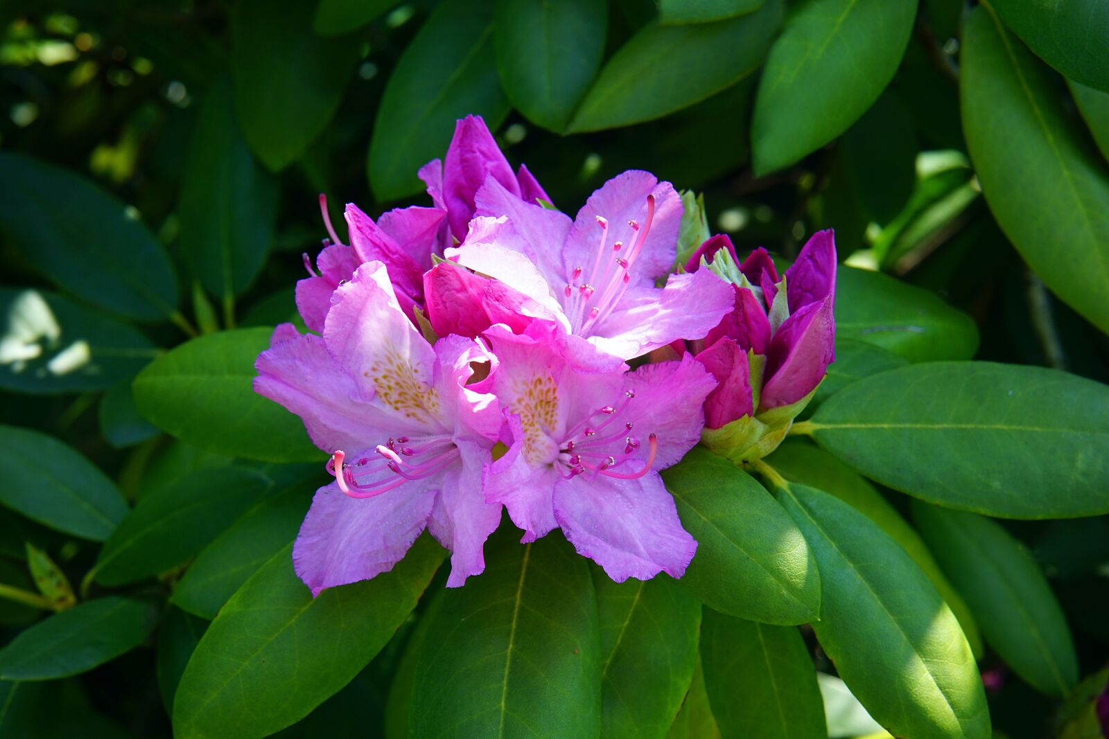 Samyang AF 45mm F1.8 FE sample photo. Rhododendron, blooms, bush photography