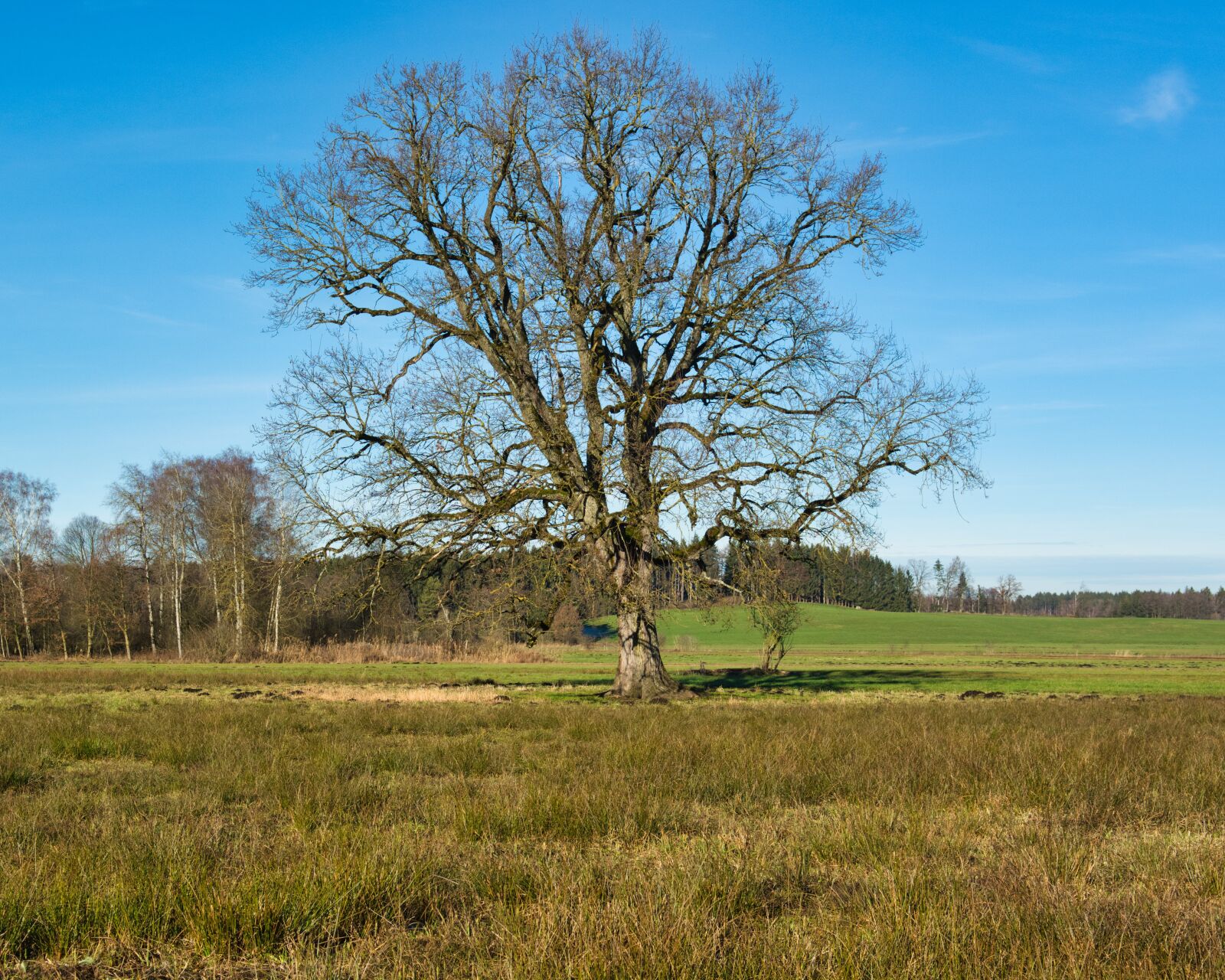 Nikon D7100 sample photo. Silhouette, tree, individually photography