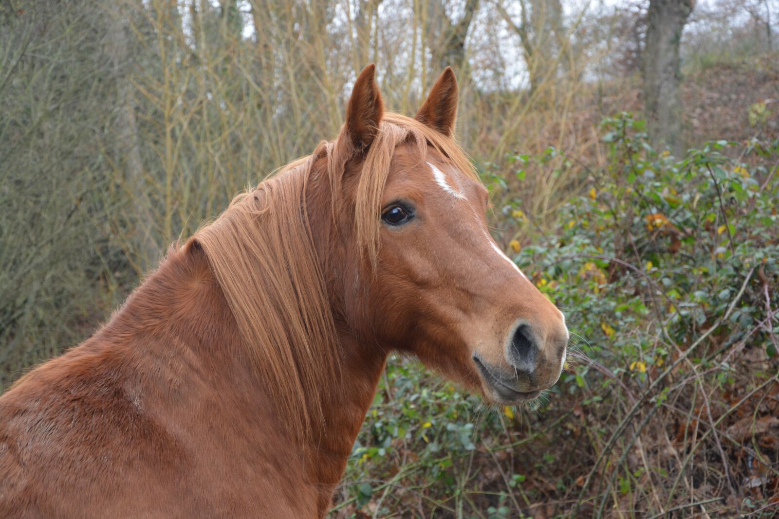 Nikon D5200 sample photo. Horse, equines, animal photography