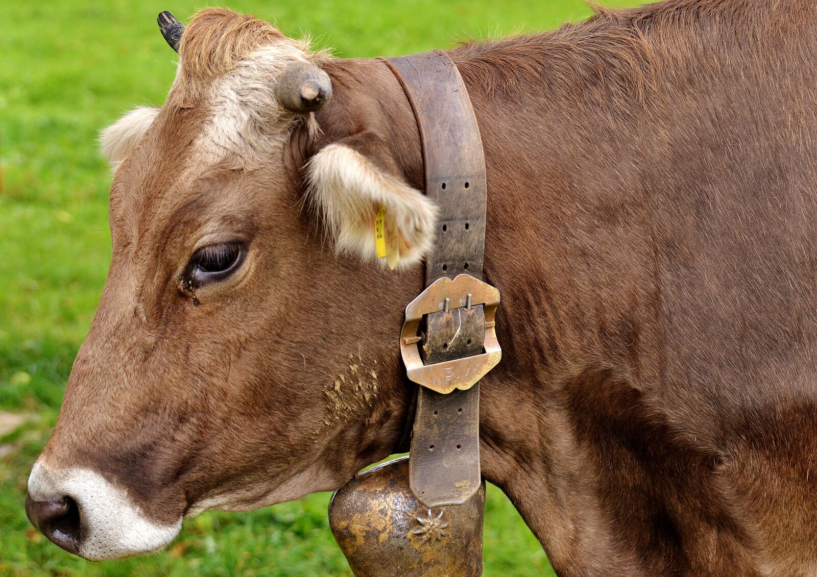 Nikon D3200 sample photo. Cow, allgäu, cows photography