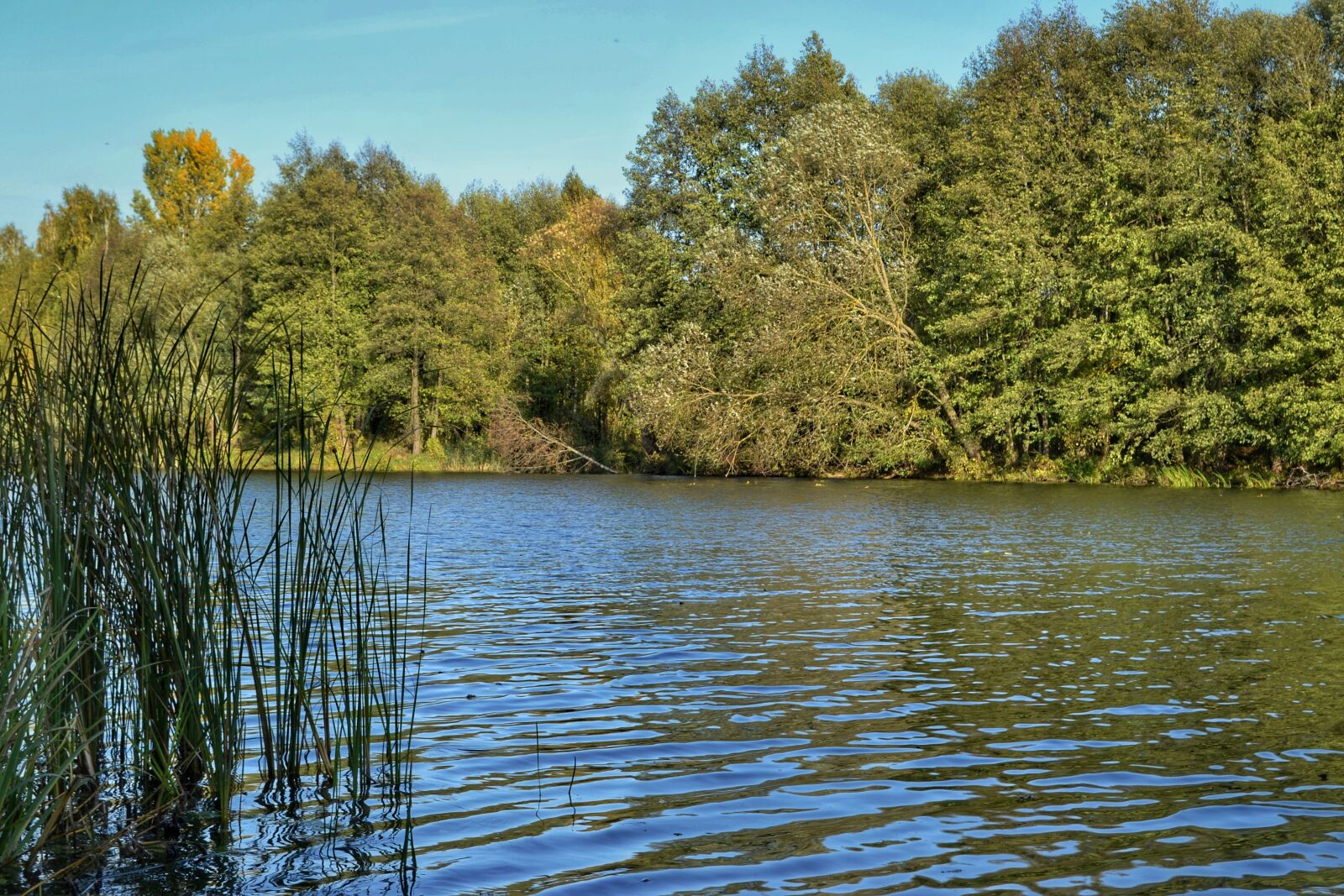 Nikon D3100 sample photo. Nature, tree, water photography