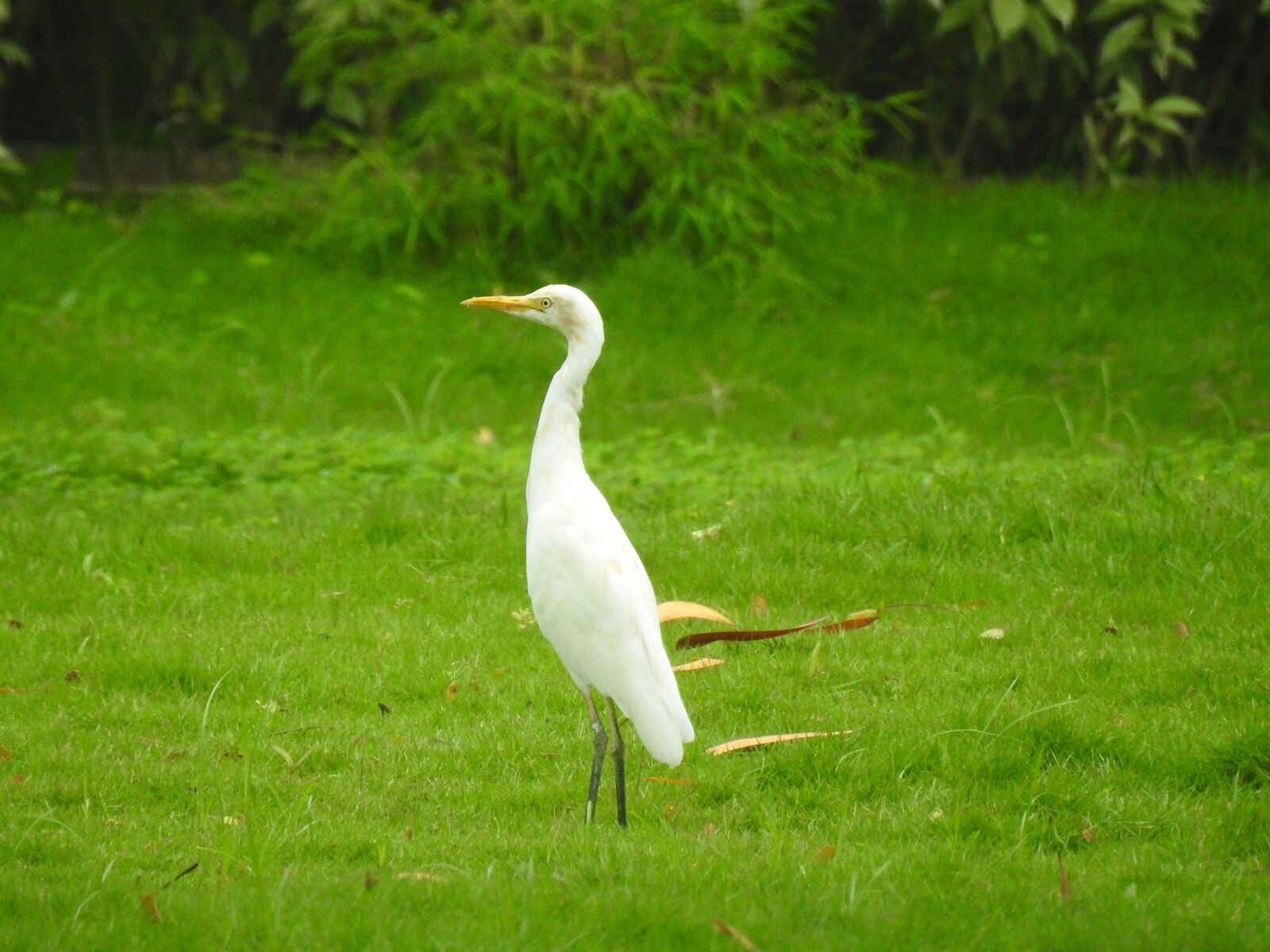 Nikon Coolpix P900 sample photo. Egret, bird, garden photography