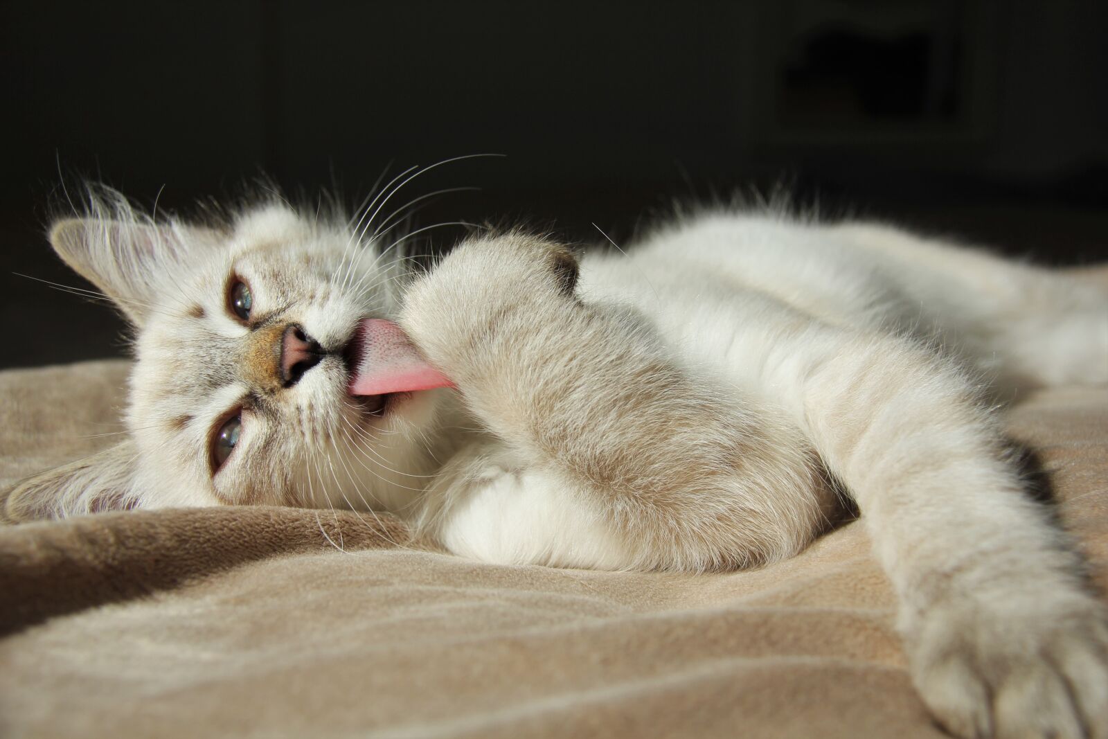 Canon EOS 550D (EOS Rebel T2i / EOS Kiss X4) sample photo. Cat, kitten, pet photography