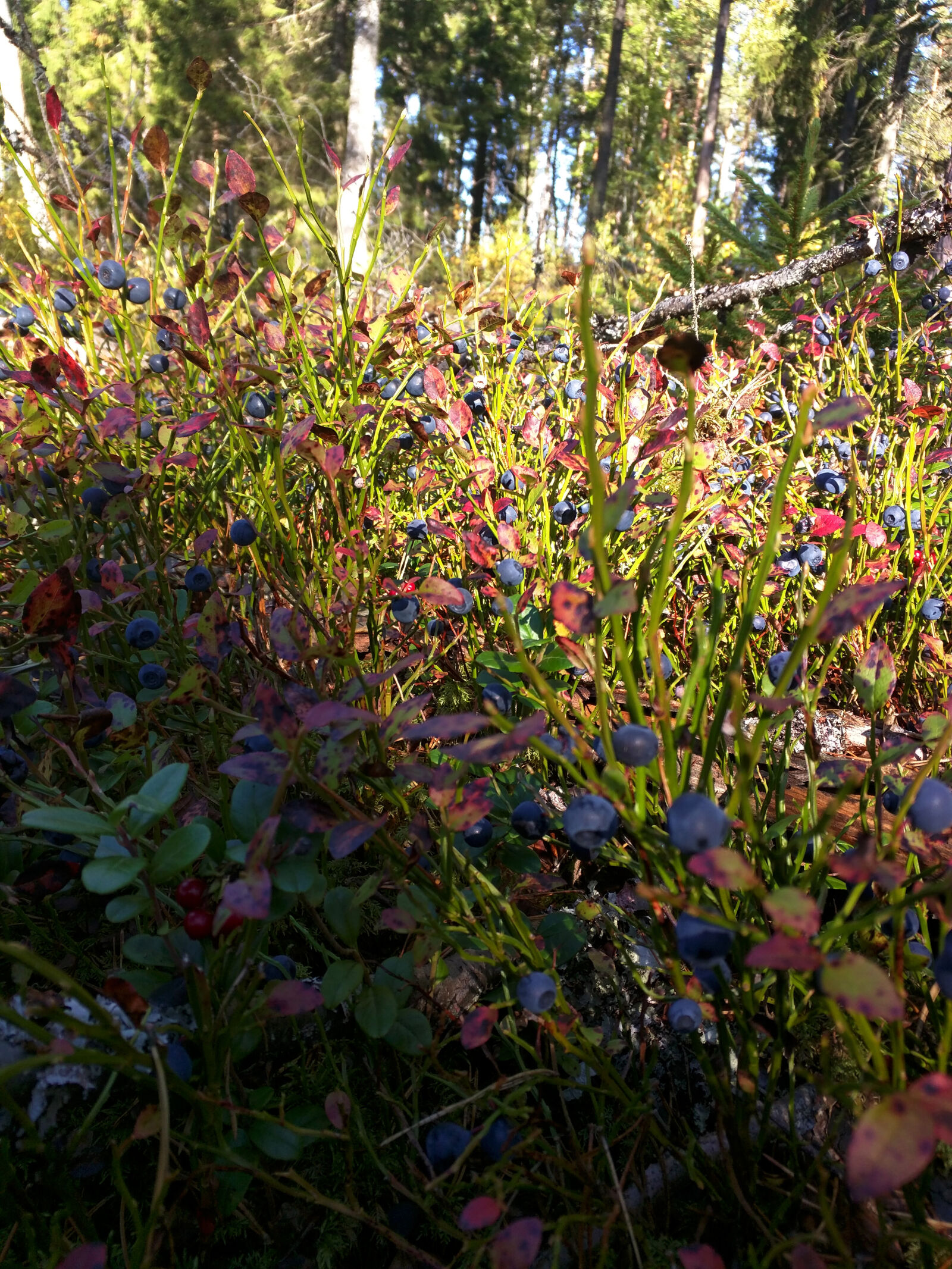 Motorola Nexus 6 sample photo. Blueberries, blueberry, forest, green photography