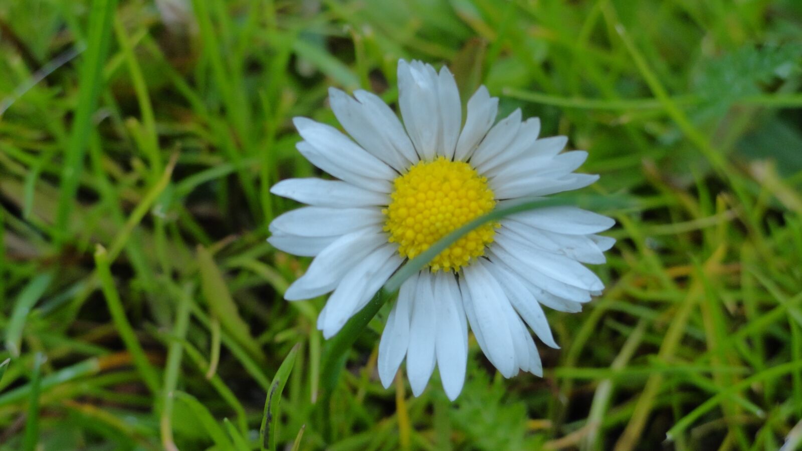 Sony Cyber-shot DSC-H70 sample photo. Flower, daisy, spring photography