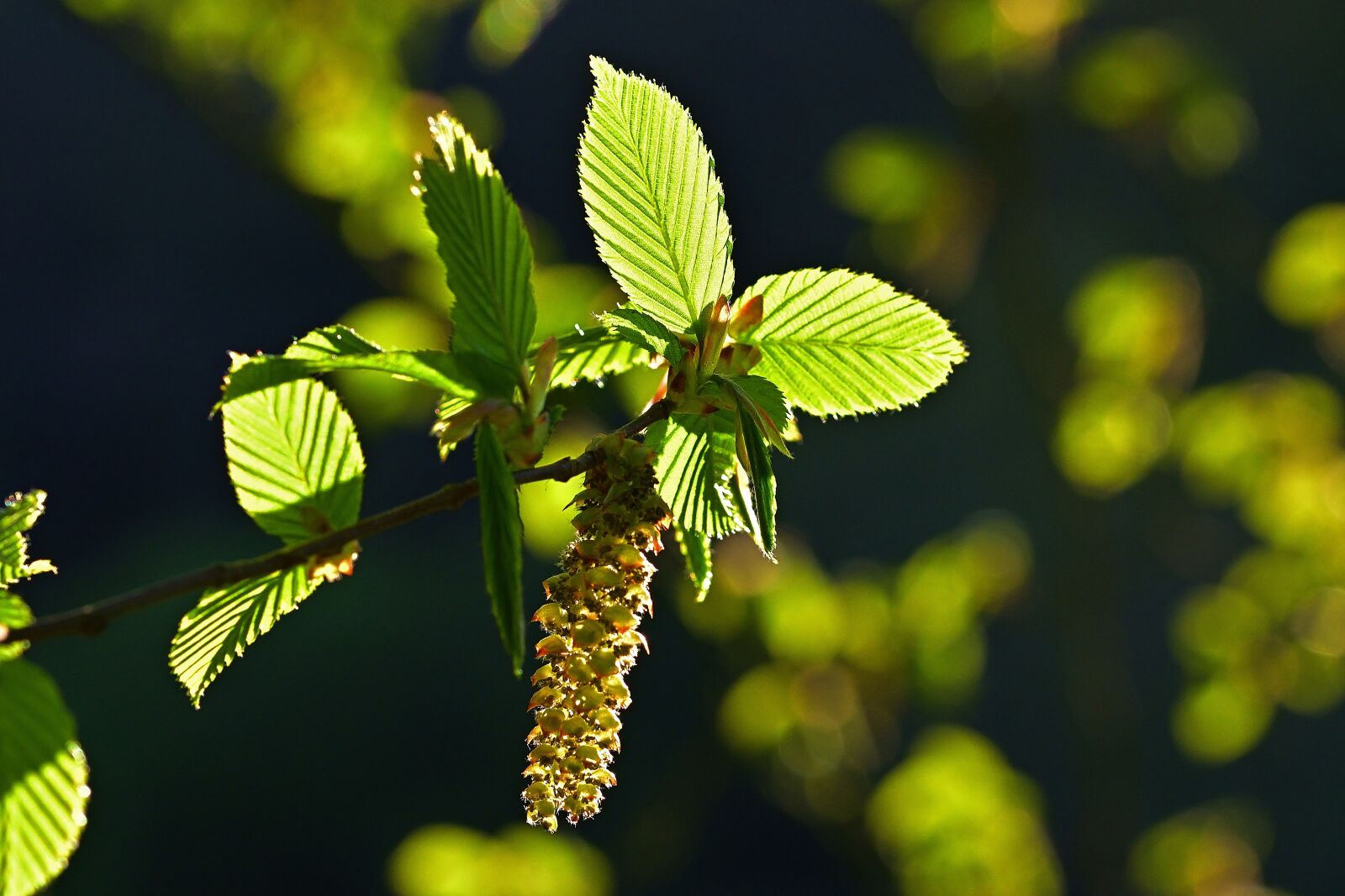 Nikon D5200 sample photo. Spring, leaves, inflorescence photography
