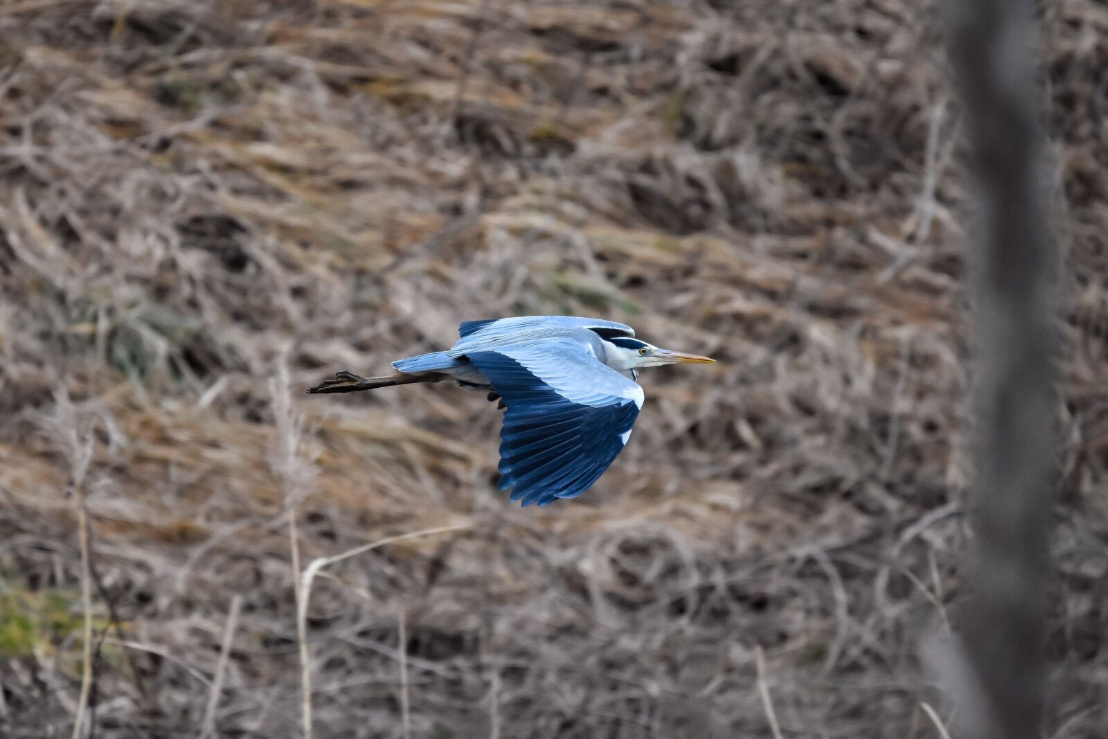 Nikon D7200 sample photo. Animal, river, waterweed photography