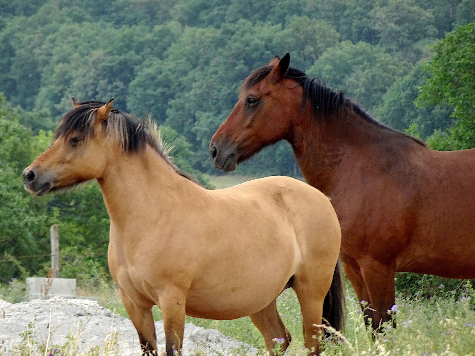 Sony Cyber-shot DSC-HX90V sample photo. Horses, horse, mare photography
