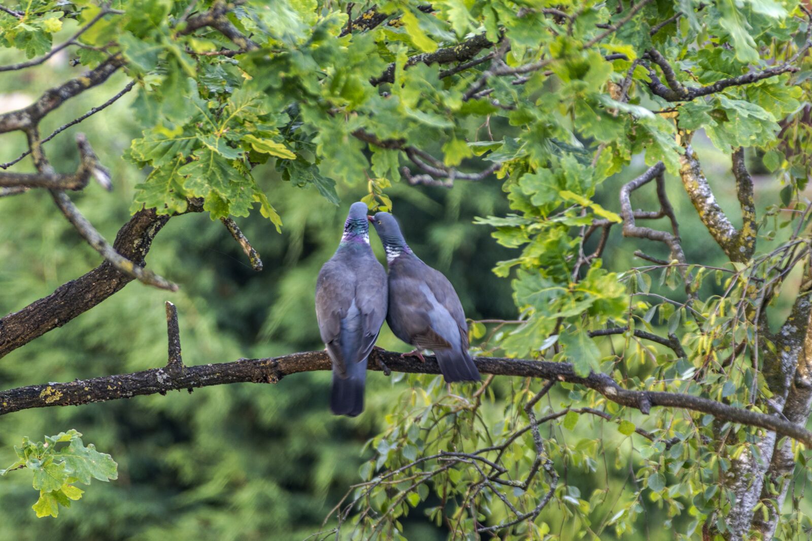 Canon EOS 80D sample photo. Bird, dove, animal world photography