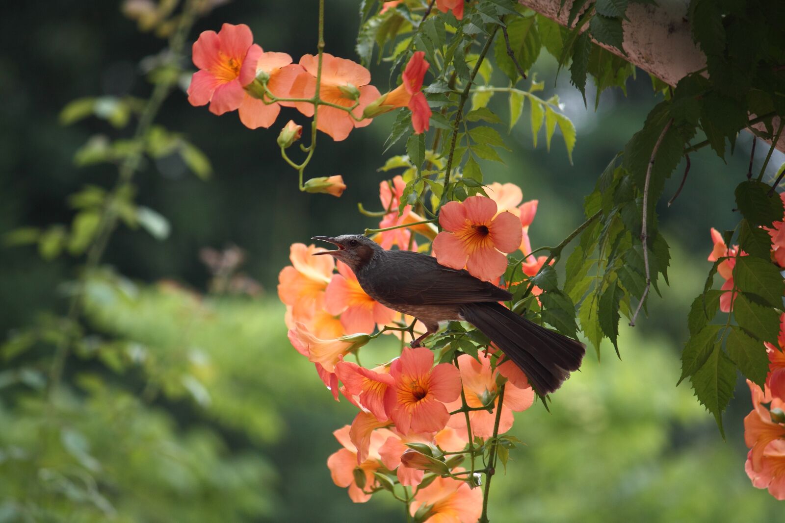 Canon EOS 50D sample photo. Flowers, plants, nature photography
