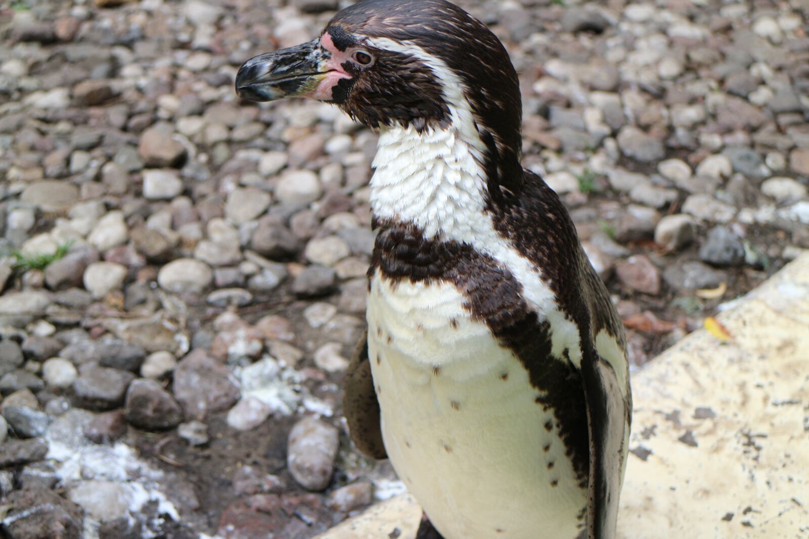 Canon EOS M sample photo. Penguin, zoo, animal world photography