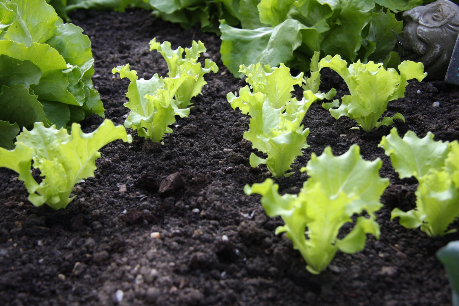 Canon EOS 40D sample photo. Salad, green, bed photography