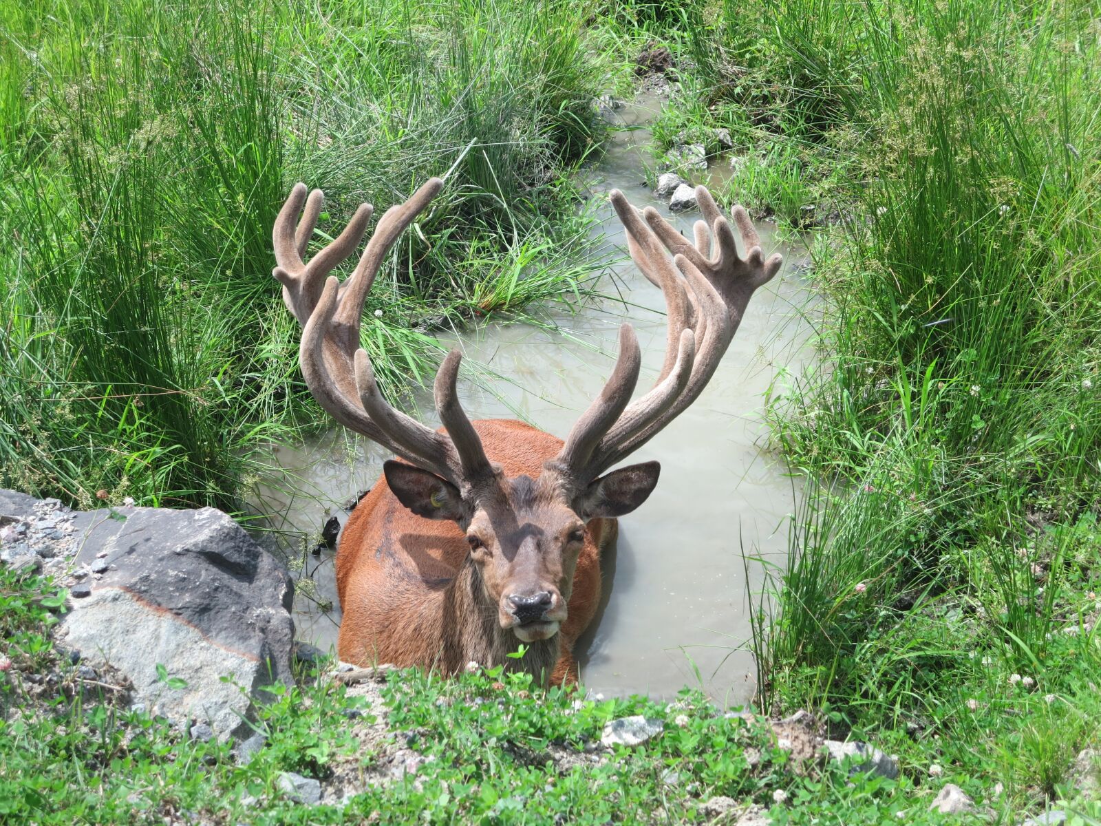 Canon PowerShot ELPH 330 HS (IXUS 255 HS / IXY 610F) sample photo. Moose, horns, wild photography
