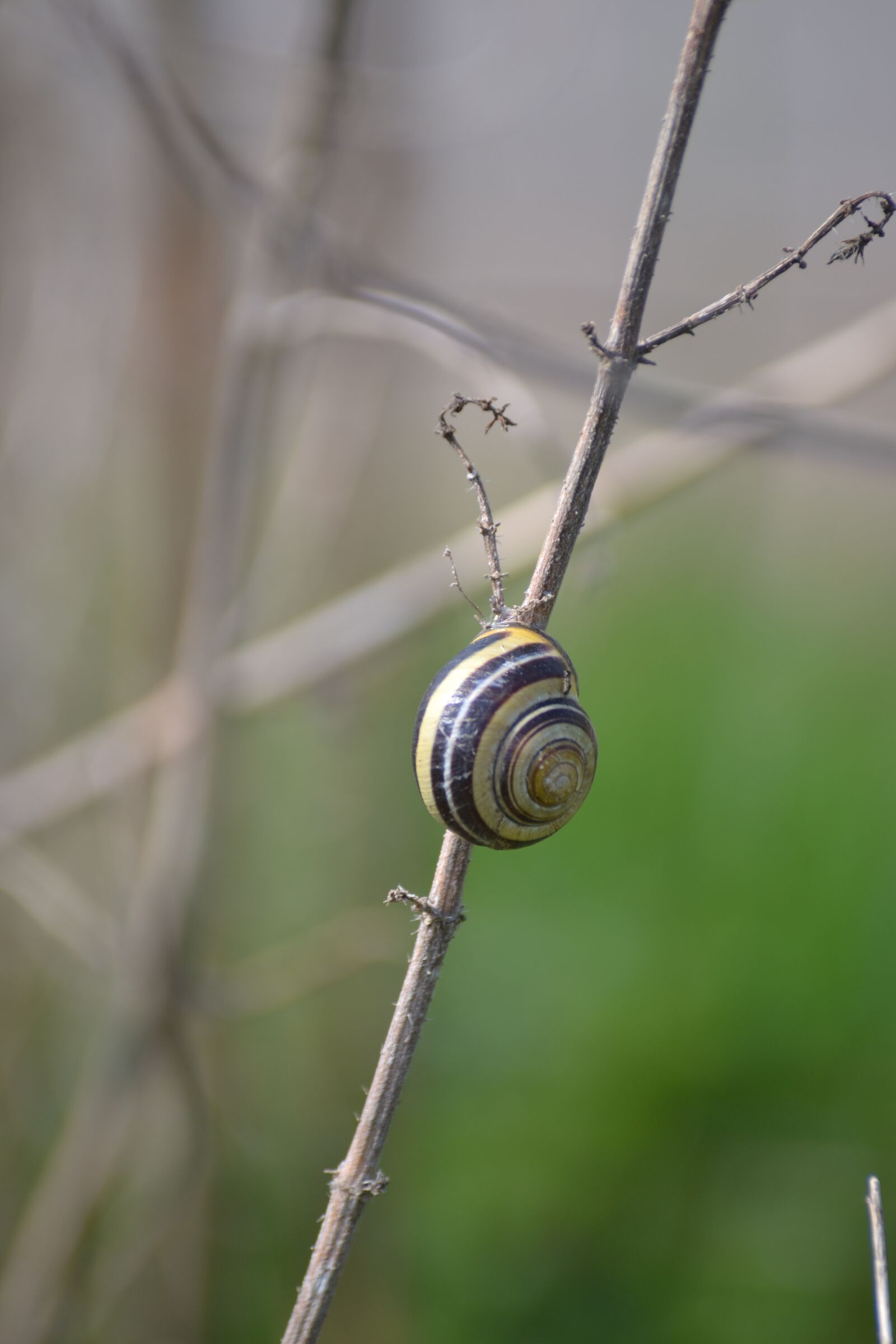 Nikon D3100 sample photo. Nature, snail, shell photography