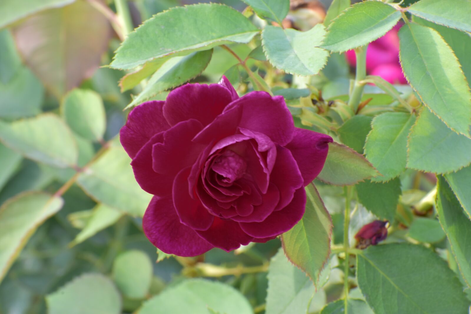 Nikon D5600 sample photo. Purple rose, flower, enchantment photography