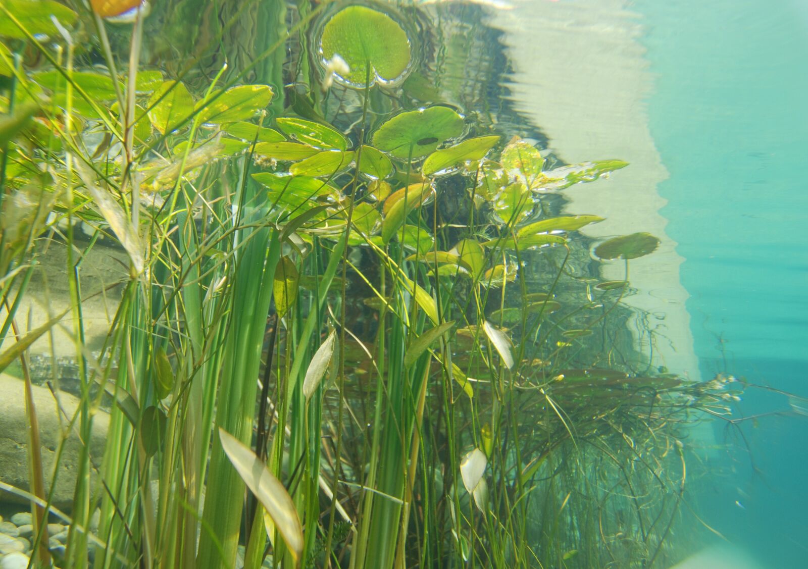 Nikon D80 sample photo. Underwater, photography, pond plants photography