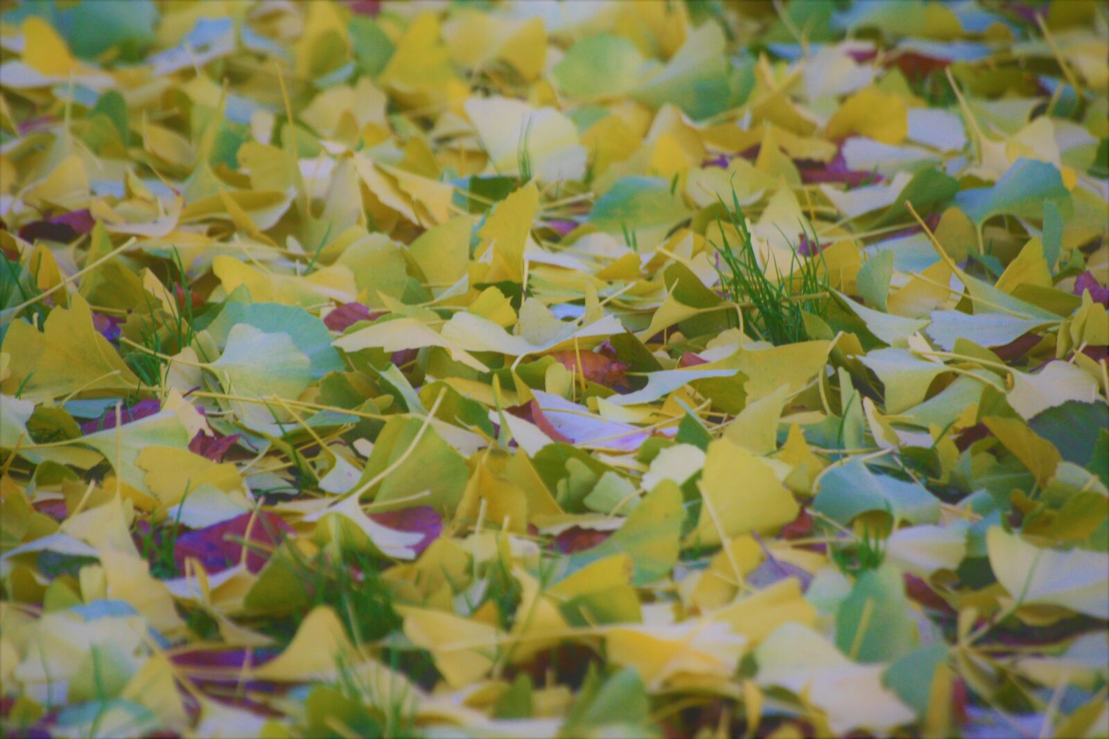 Canon EOS 1000D (EOS Digital Rebel XS / EOS Kiss F) sample photo. Autumn, autumn colours, mosaic photography