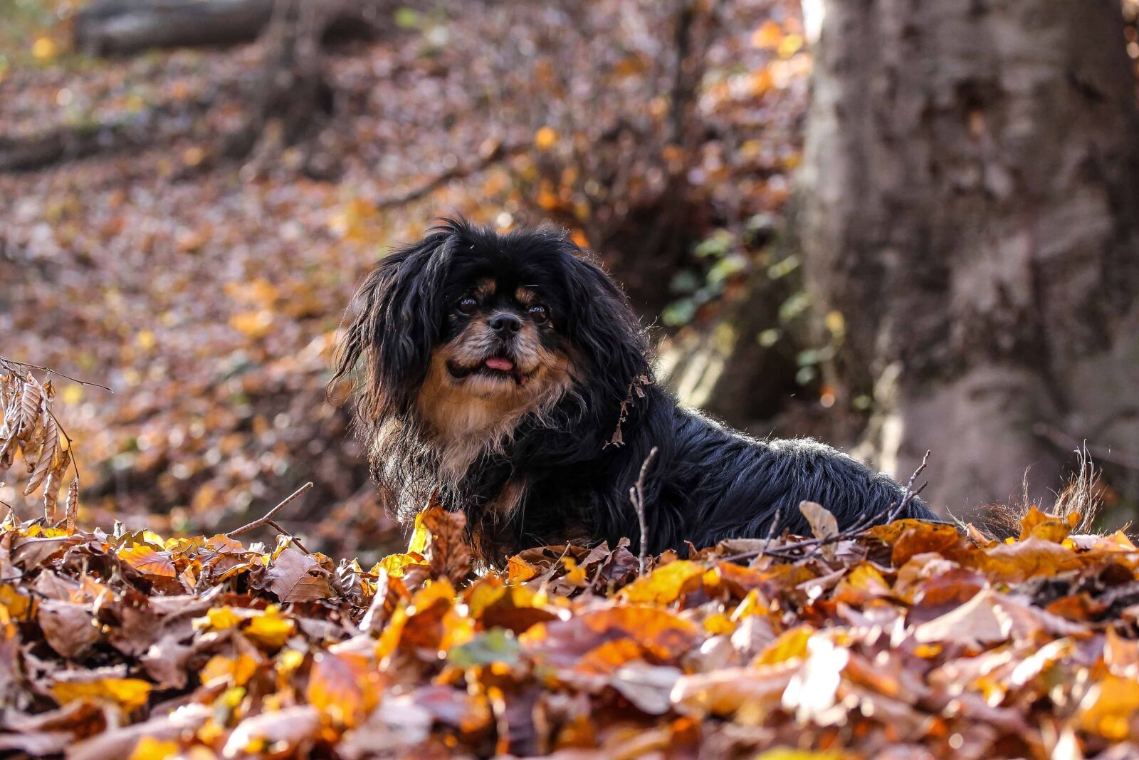 Canon EOS 1100D (EOS Rebel T3 / EOS Kiss X50) sample photo. Nature, dog, animal, organism photography