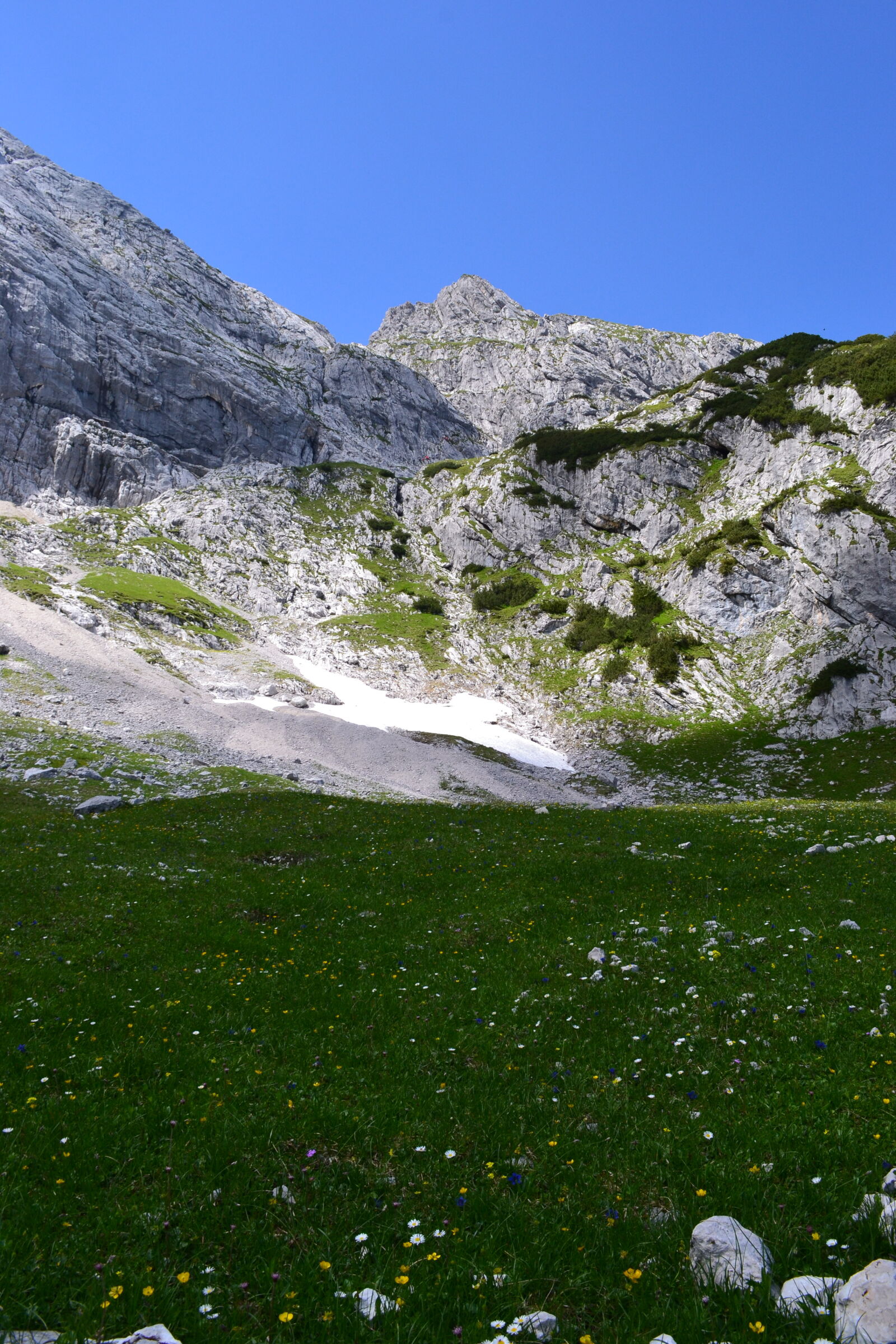 Nikon AF-S DX Nikkor 18-55mm F3.5-5.6G VR sample photo. Alps, flower, meadow, meadow photography
