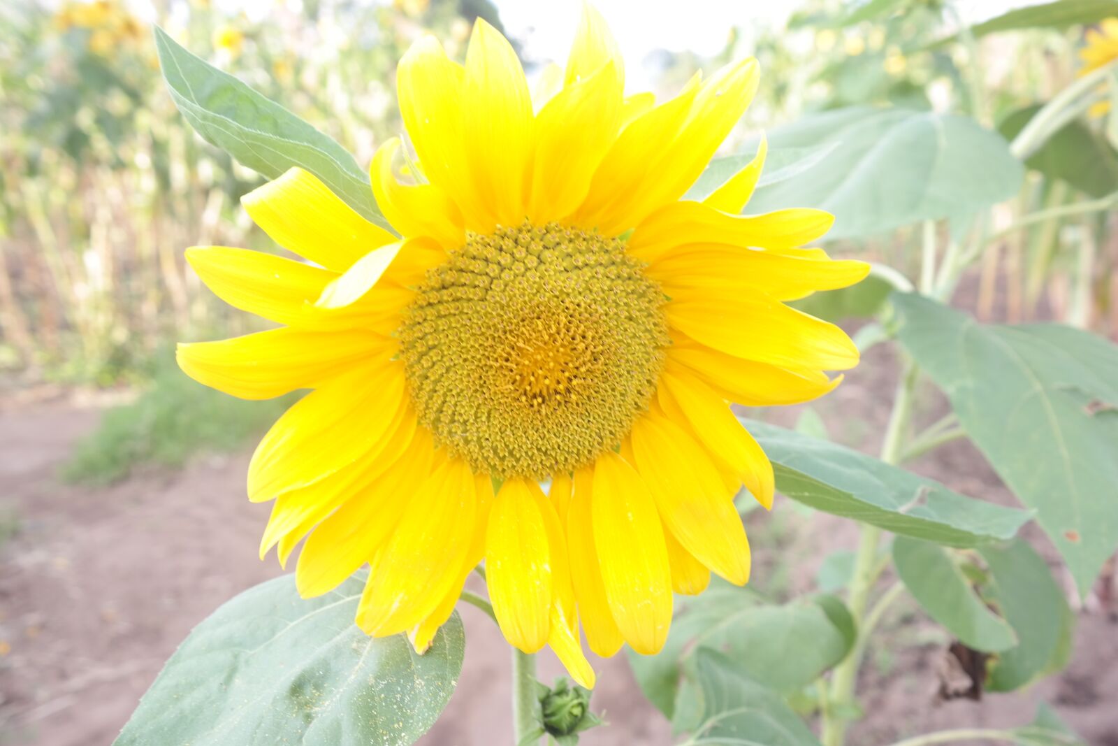 Samsung NX300 sample photo. Sunflower photography