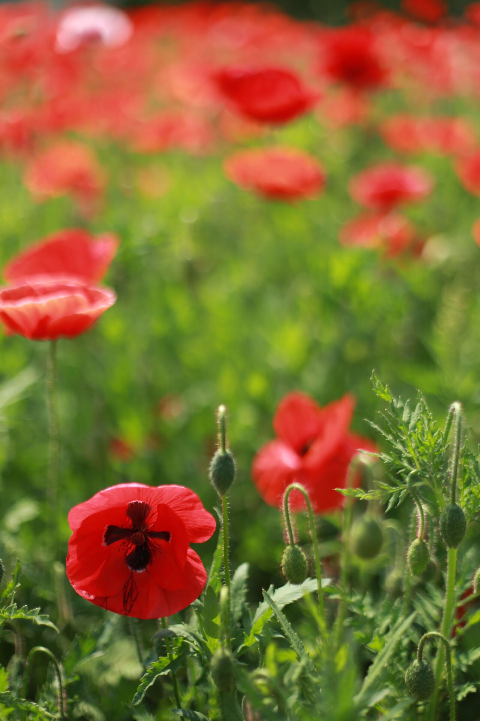 Canon EOS 6D + Canon EF 50mm F1.4 USM sample photo. Poppy, flowers, wildflower photography