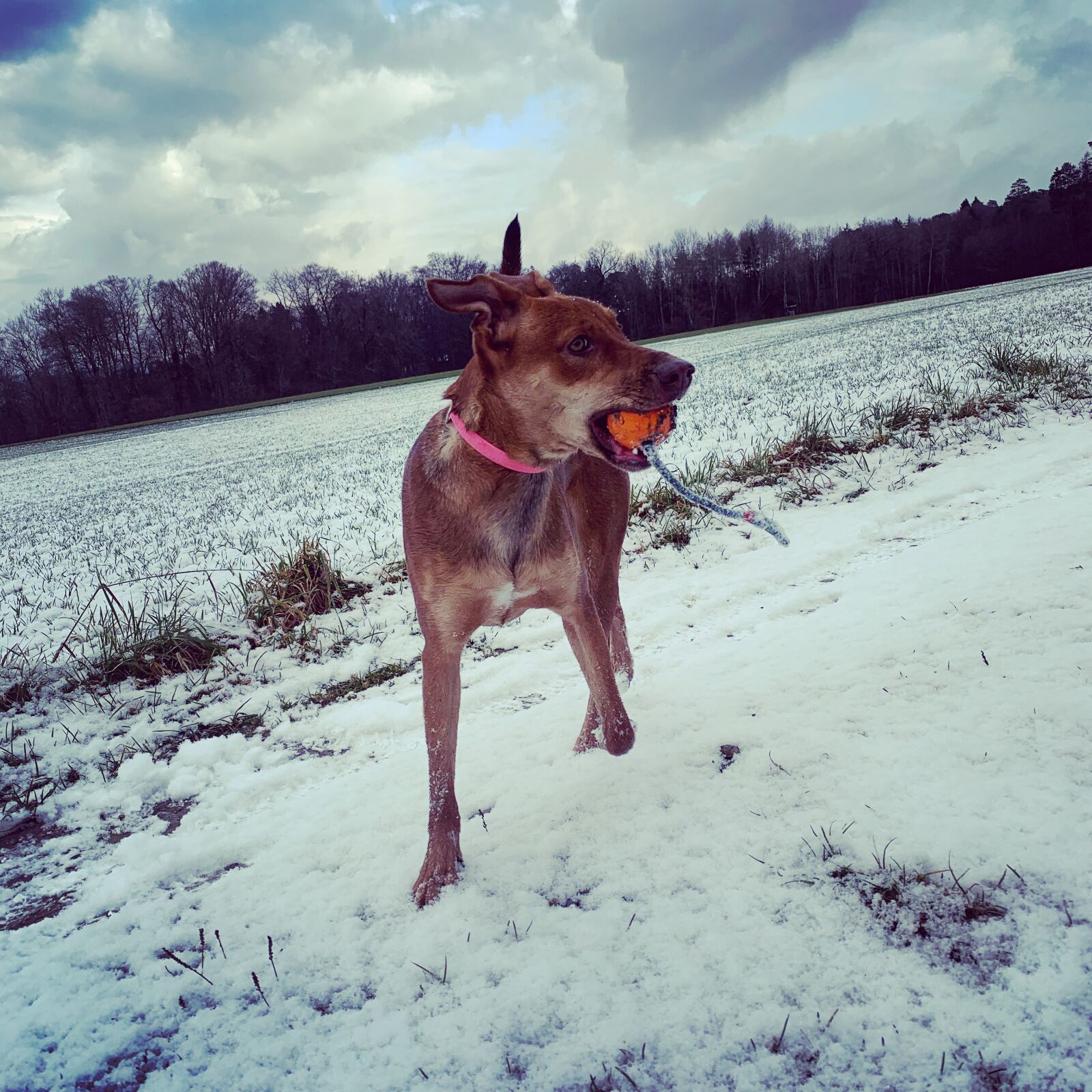 iPhone XS Max back dual camera 4.25mm f/1.8 sample photo. Dog, snow, winter photography