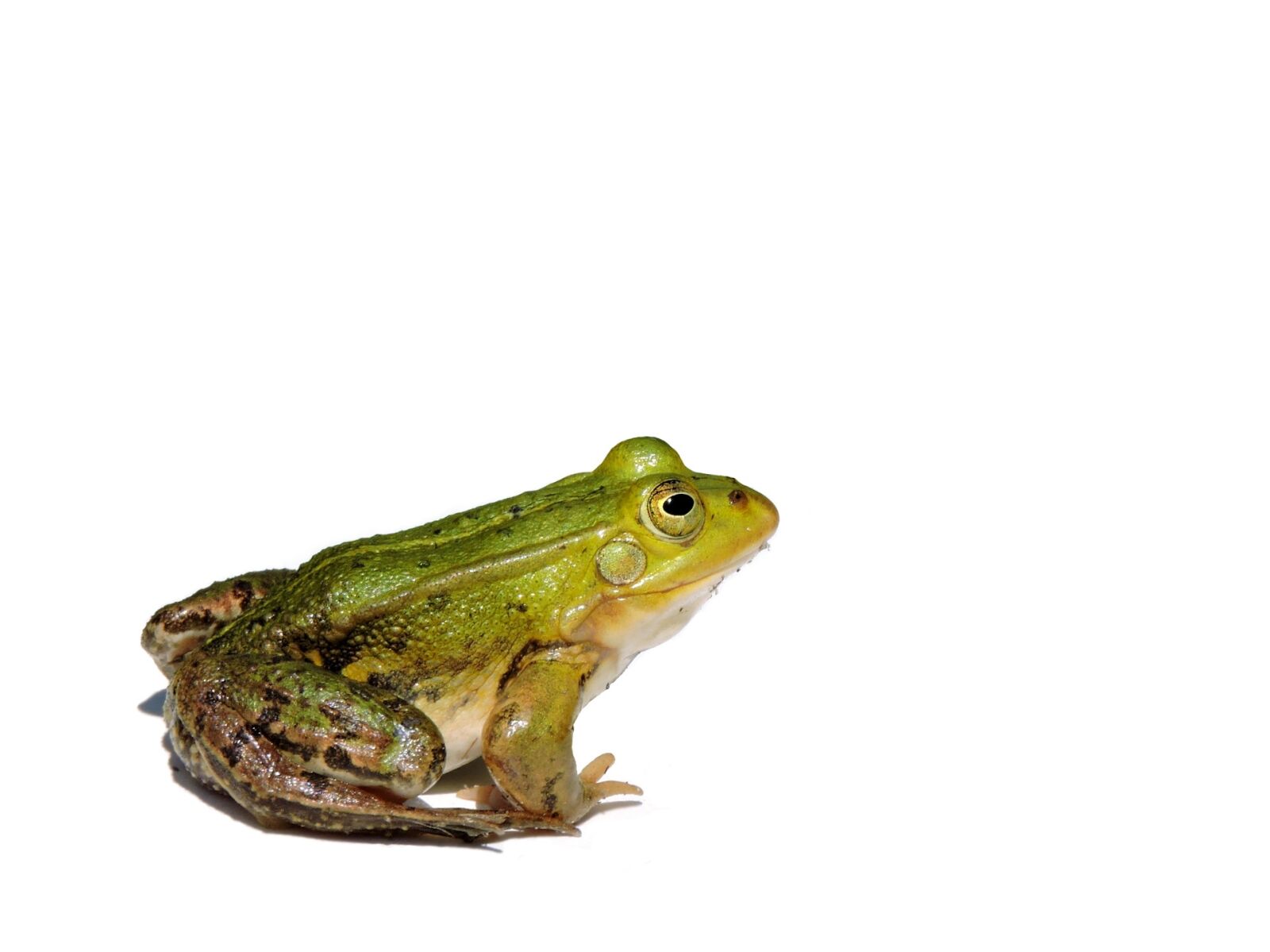 Nikon Coolpix P600 sample photo. Frog pond, frog, water photography