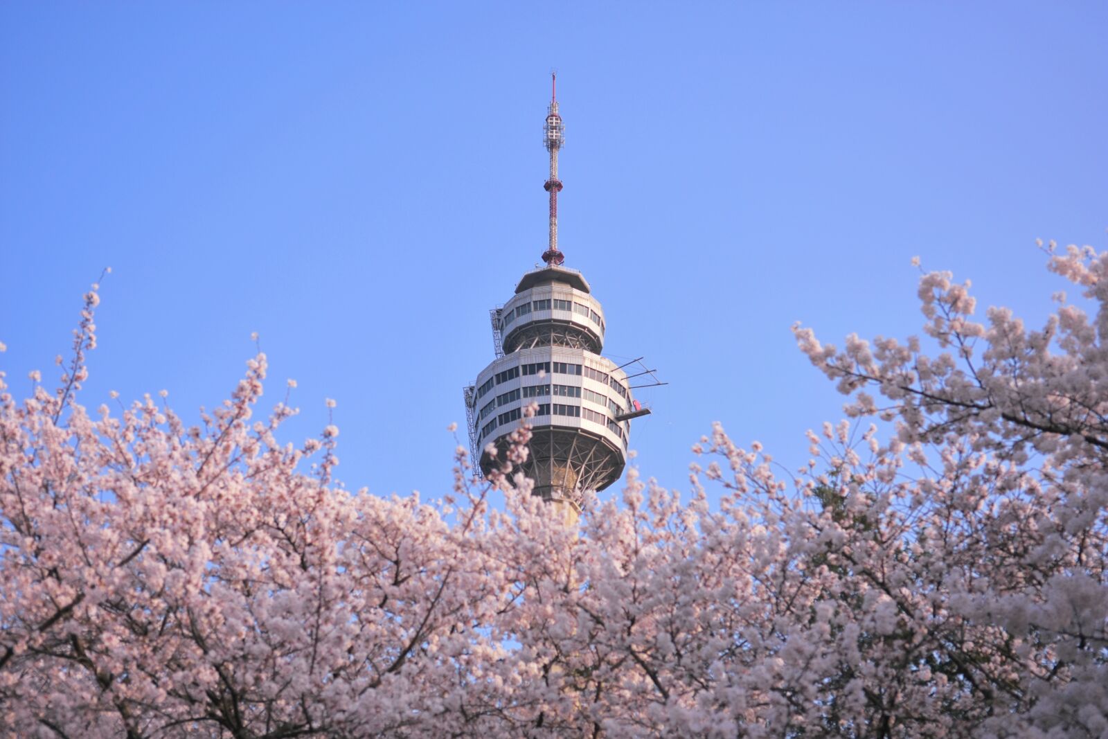 Nikon D7200 sample photo. South korea, daegu, cherryblossom photography