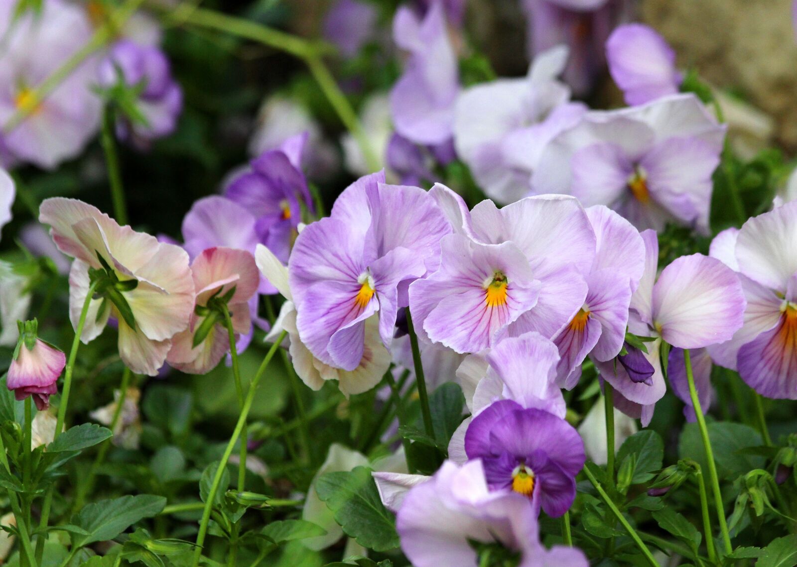 Canon EOS 650D (EOS Rebel T4i / EOS Kiss X6i) sample photo. Pansies, summer flowers, flowers photography
