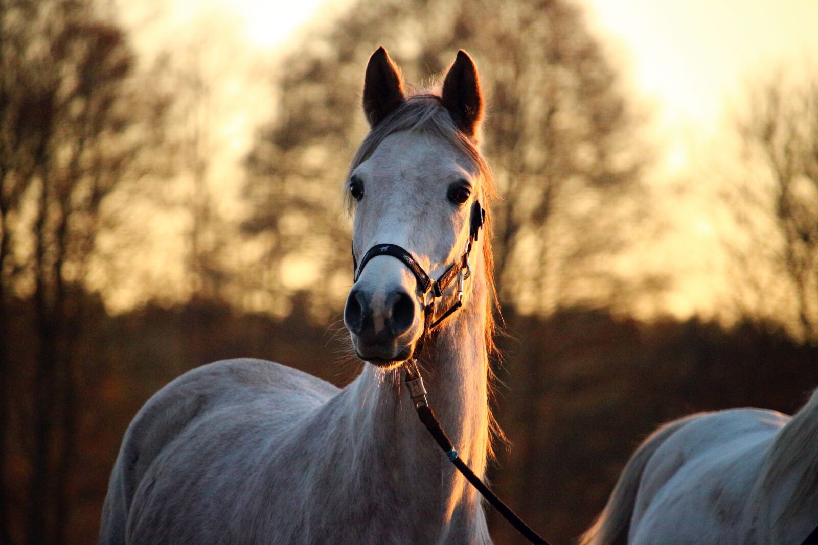 Canon EOS 100D (EOS Rebel SL1 / EOS Kiss X7) sample photo. Mold, horse, afterglow photography