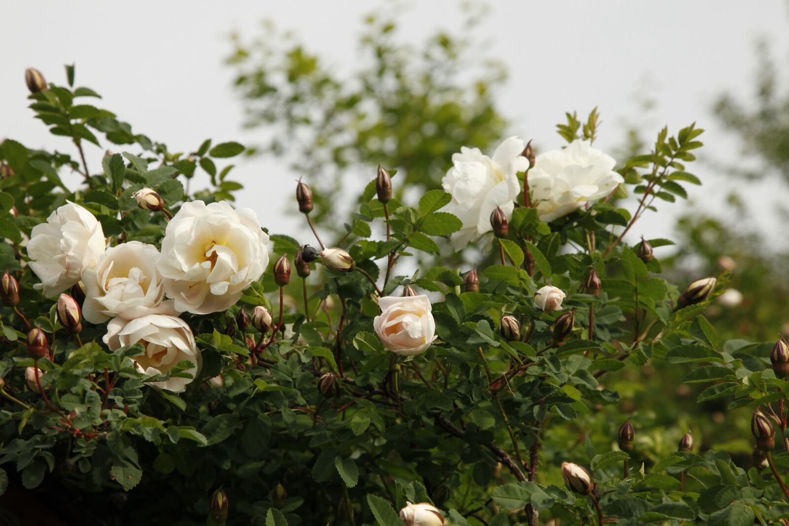Canon EOS 5D Mark II sample photo. Rosa pimpinellifolia plena, midsummer photography